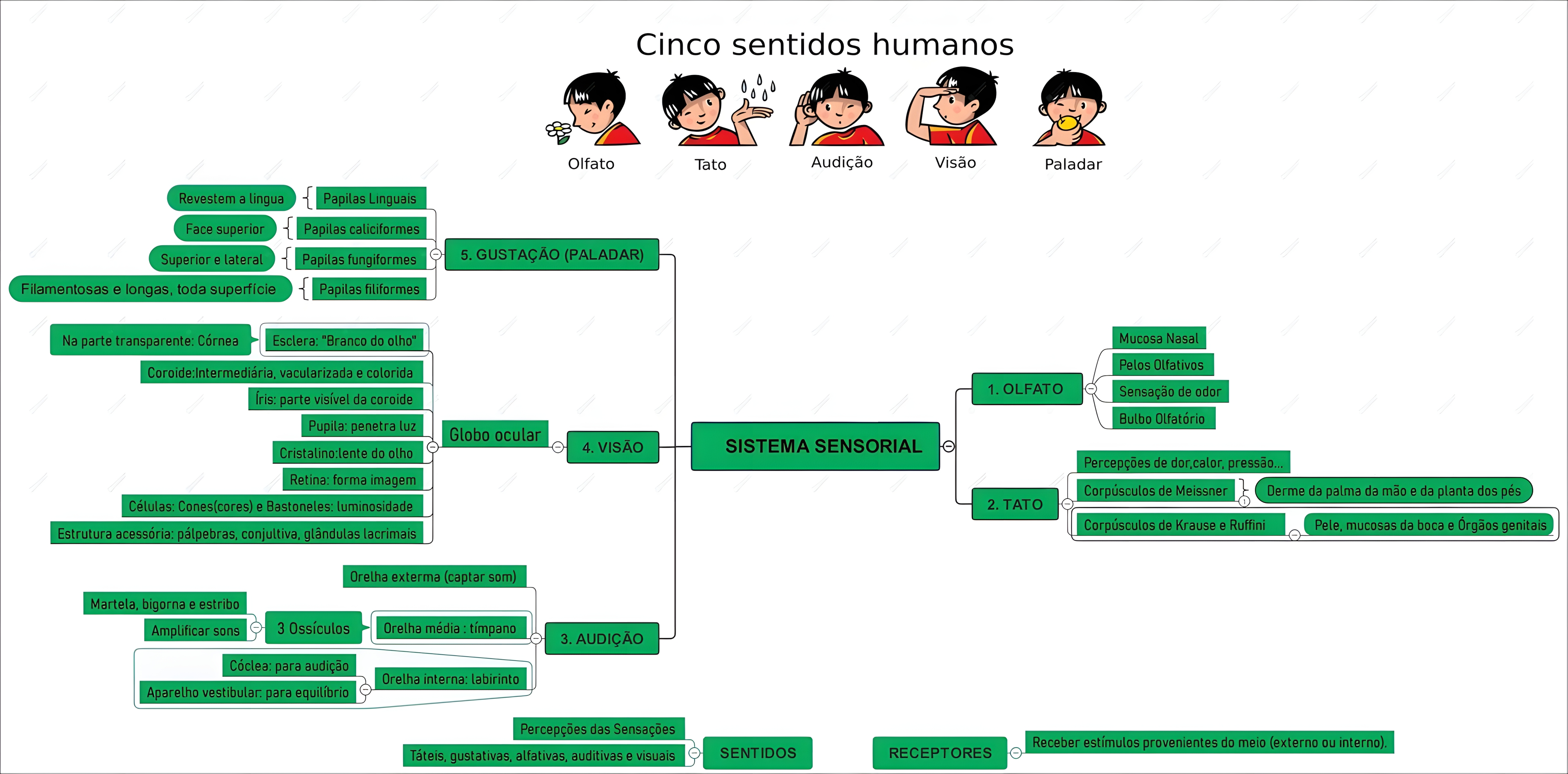 MAPA MENTAL SOBRE SISTEMA SENSORIAL