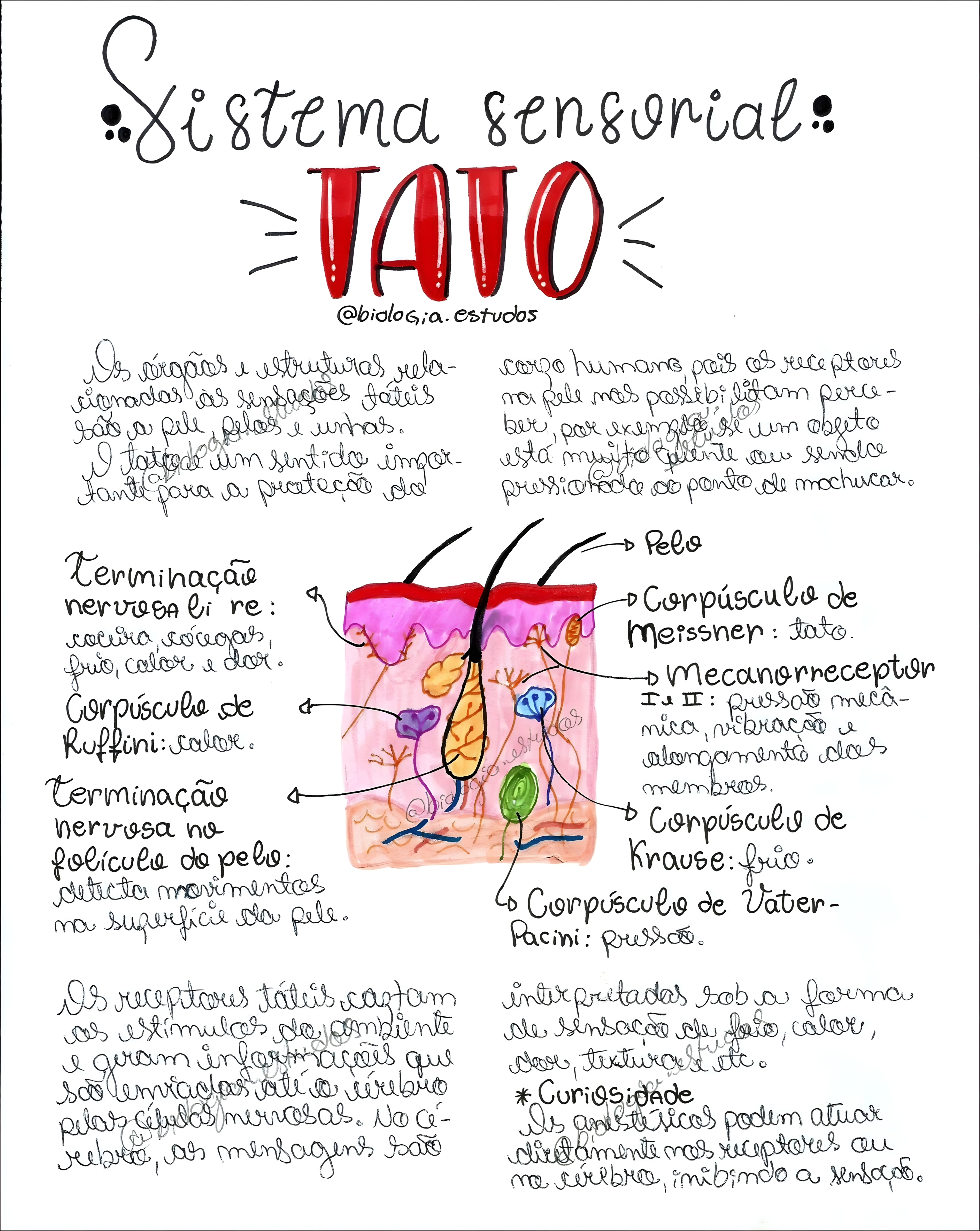 MAPA MENTAL SOBRE SISTEMA SENSORIAL