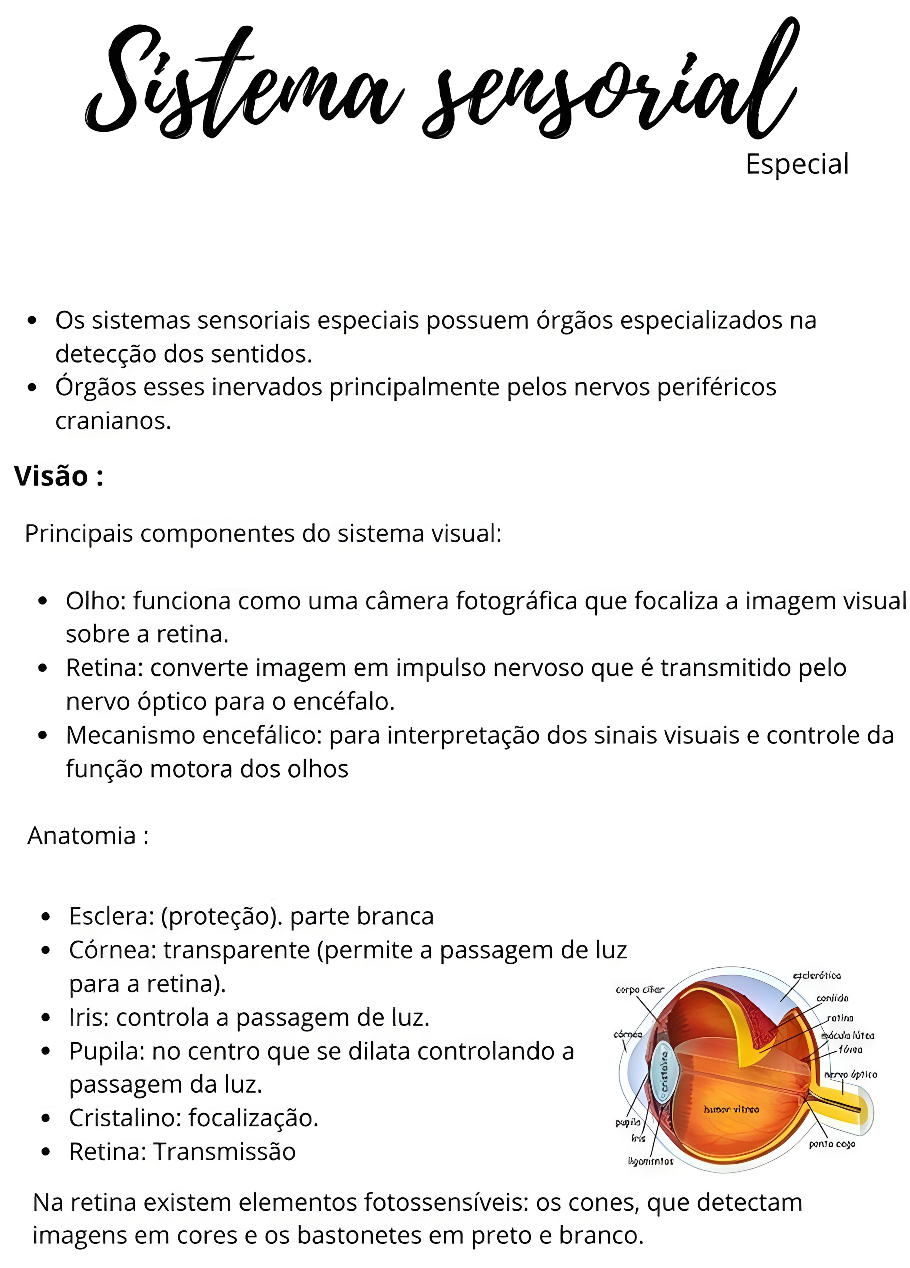 MAPA MENTAL SOBRE SISTEMA SENSORIAL