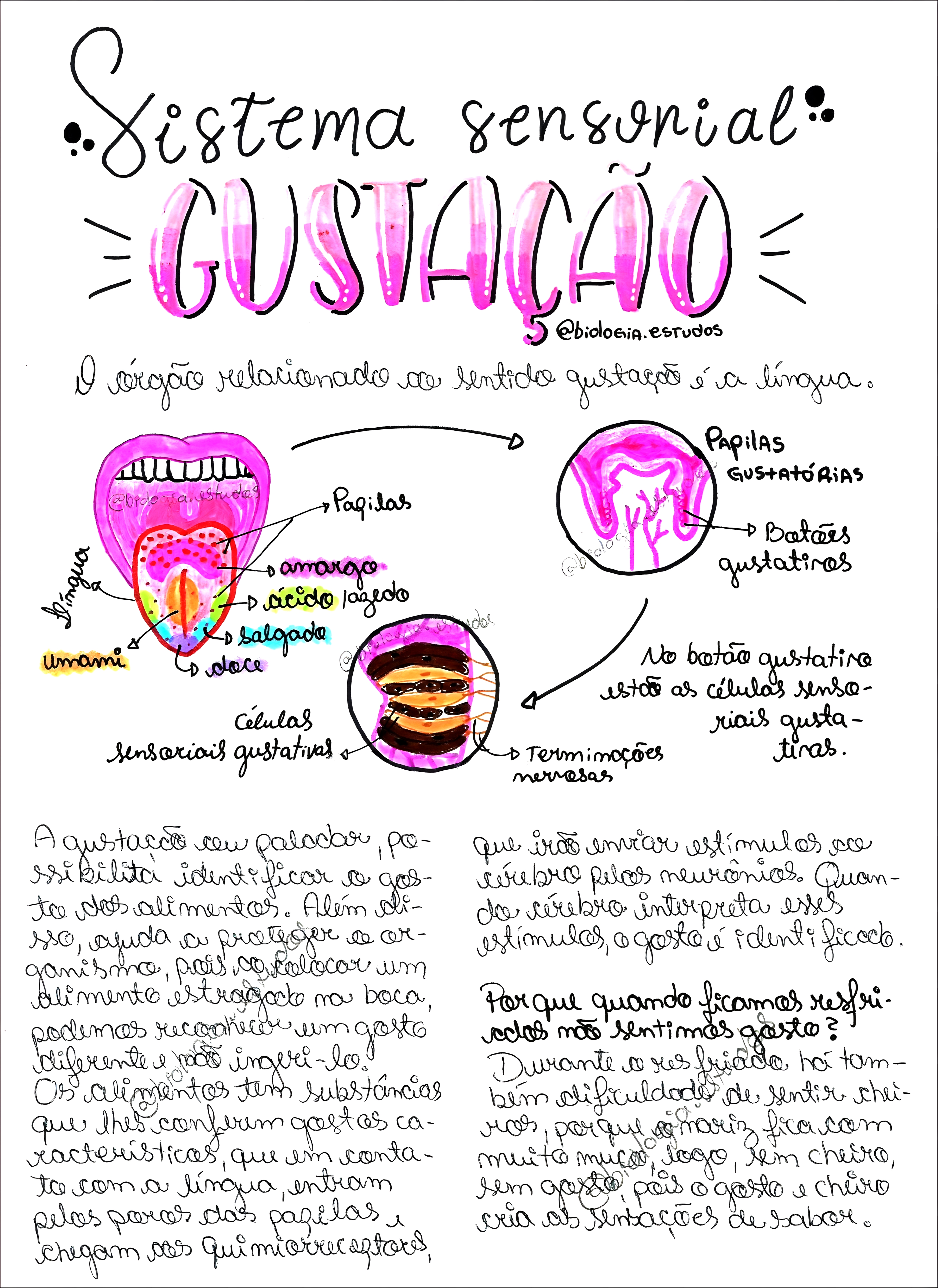 MAPA MENTAL SOBRE SISTEMA SENSORIAL