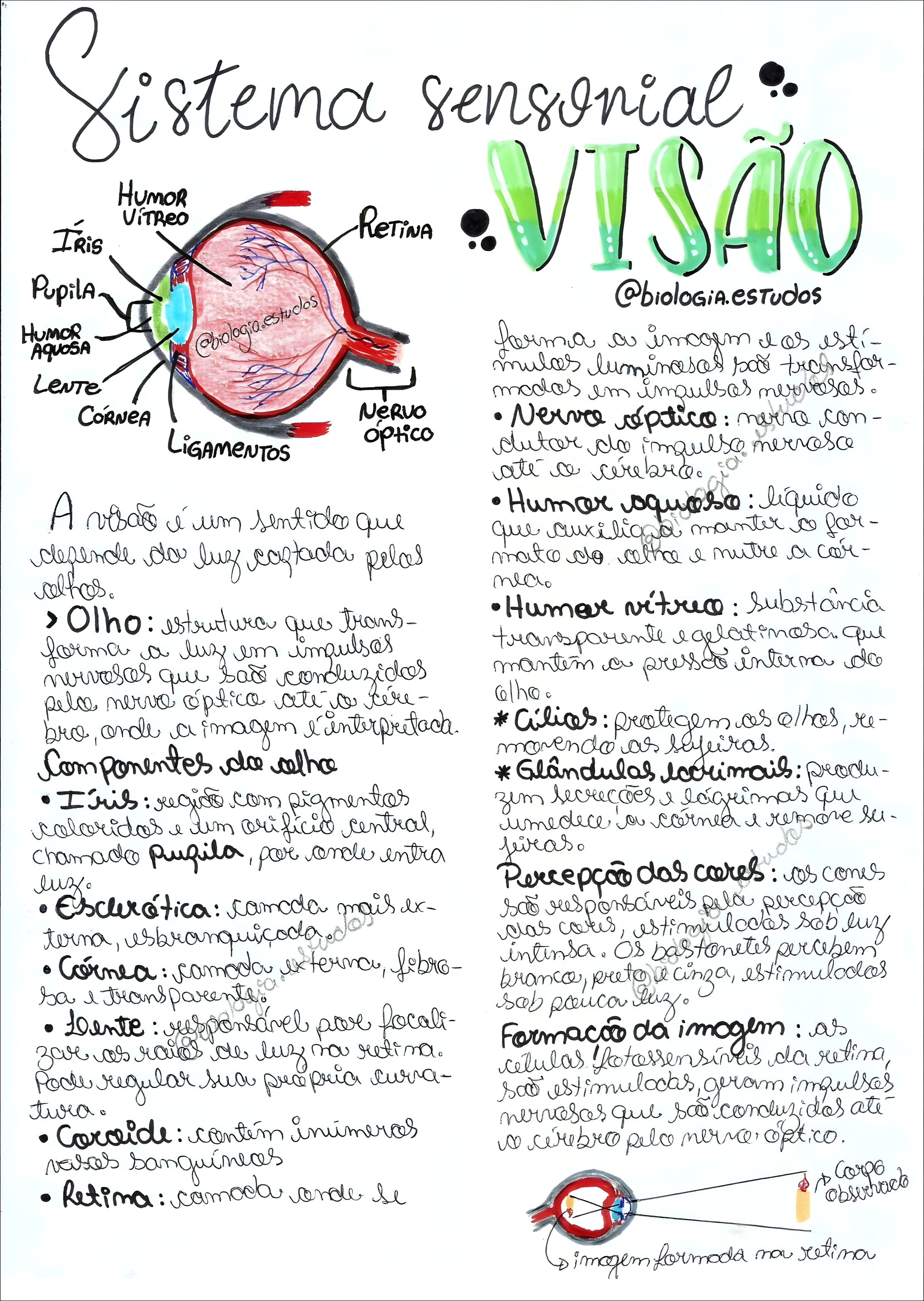 MAPA MENTAL SOBRE SISTEMA SENSORIAL