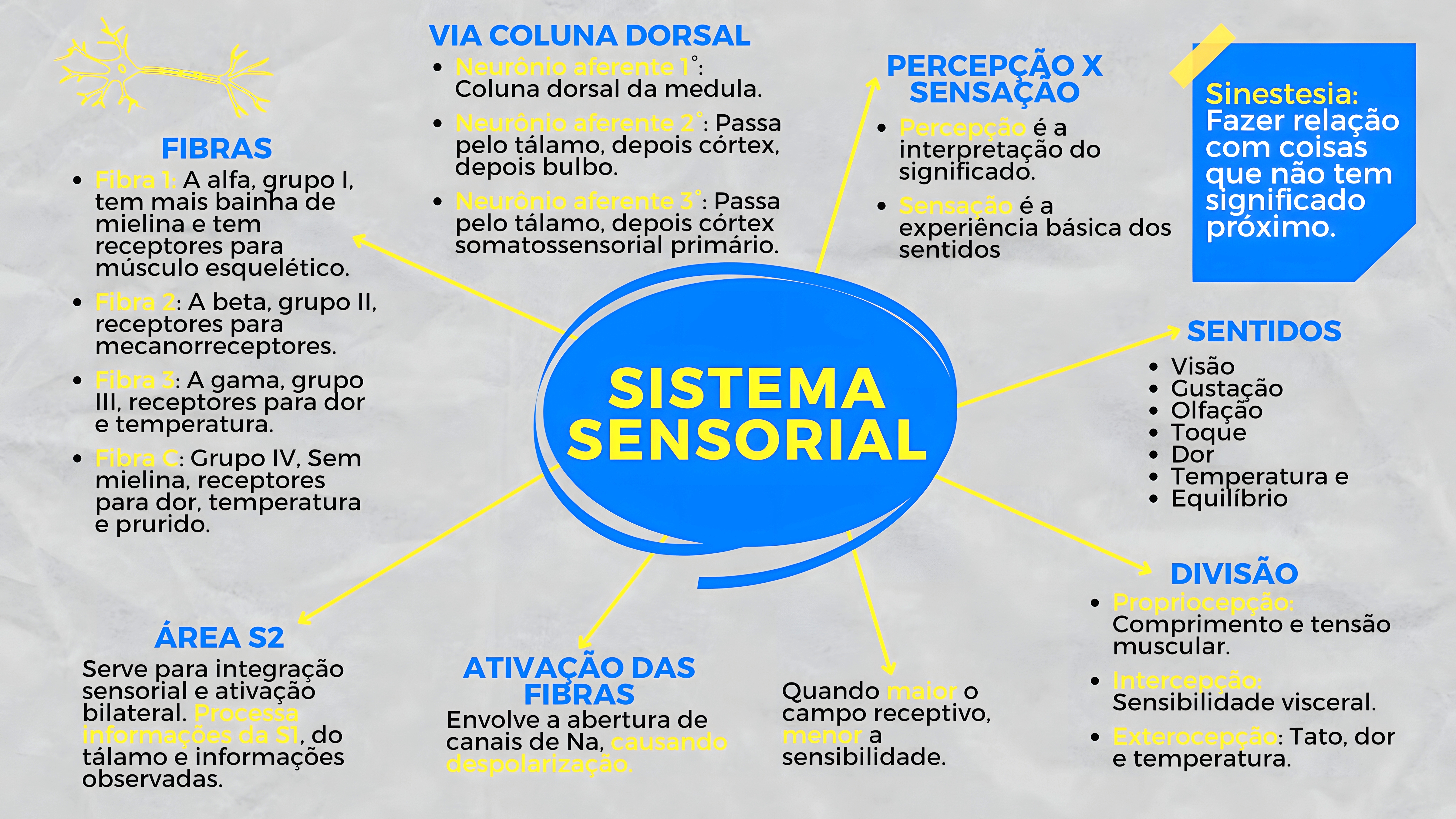 MAPA MENTAL SOBRE SISTEMA SENSORIAL