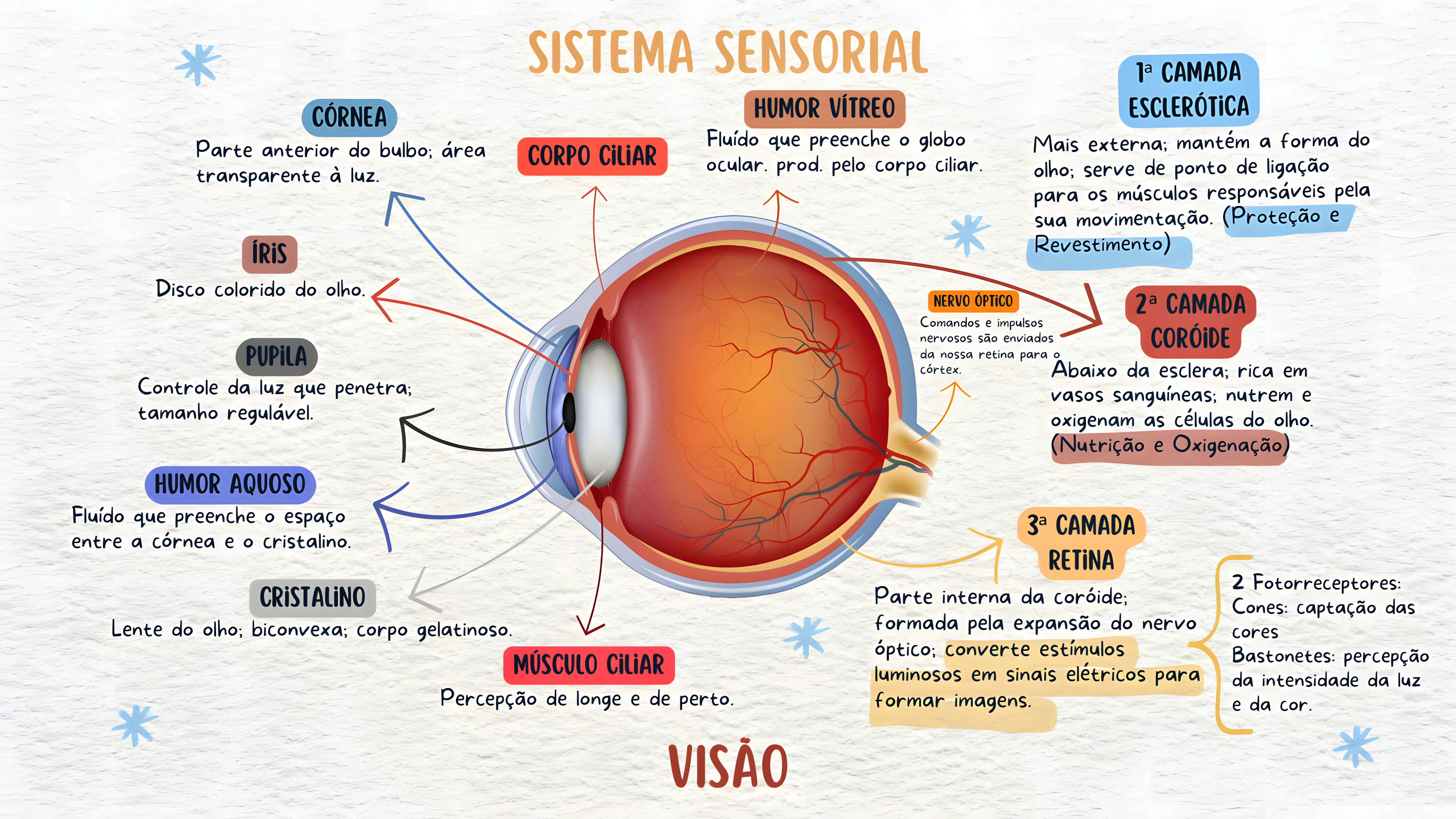 MAPA MENTAL SOBRE SISTEMA SENSORIAL