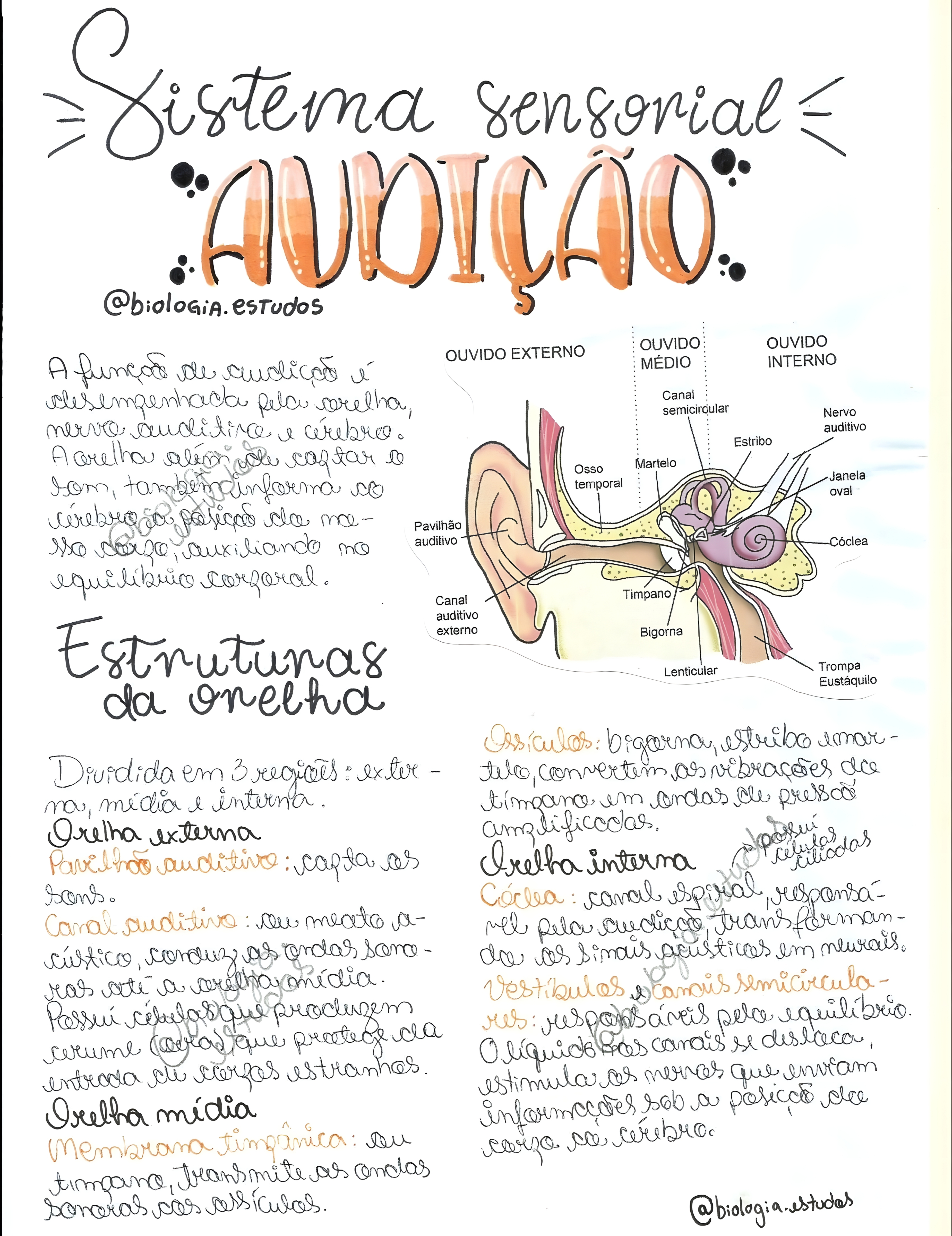 MAPA MENTAL SOBRE SISTEMA SENSORIAL