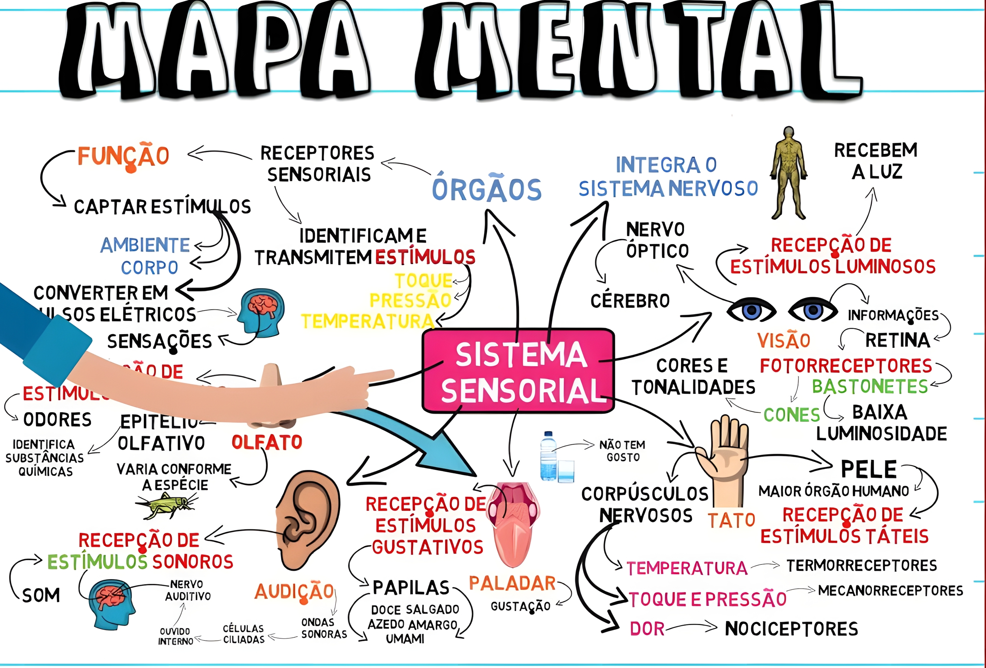 MAPA MENTAL SOBRE SISTEMA SENSORIAL