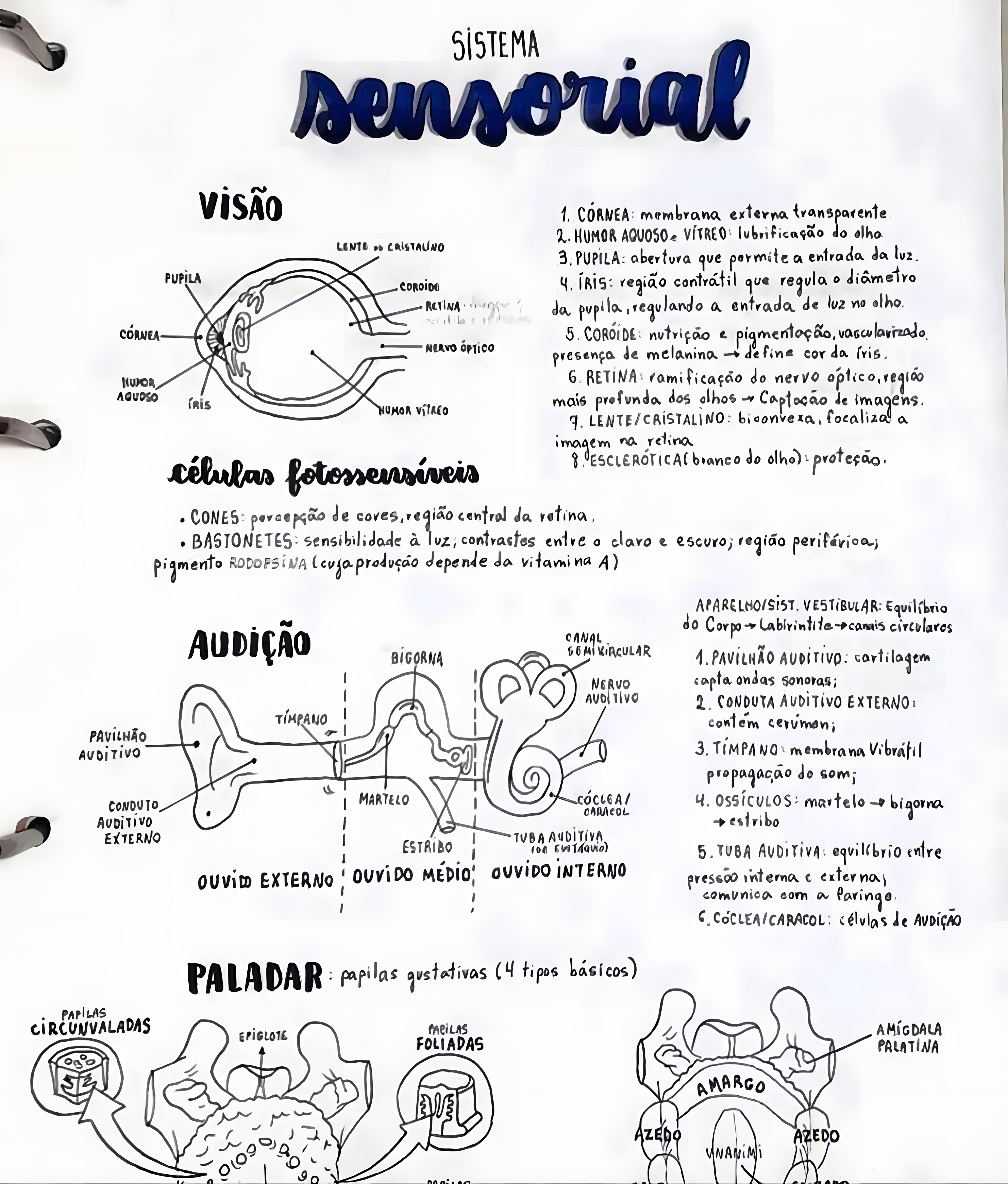 MAPA MENTAL SOBRE SISTEMA SENSORIAL