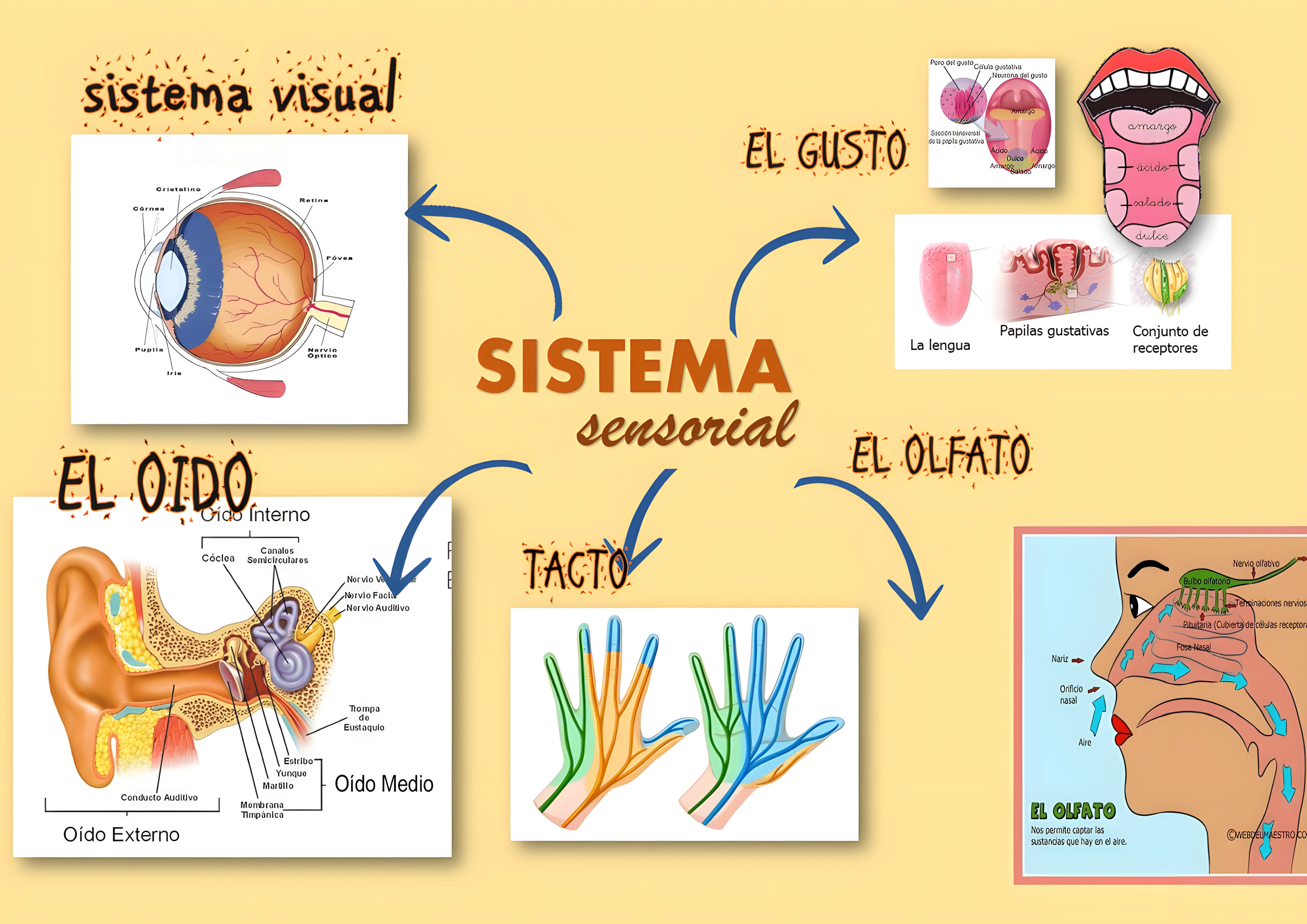 MAPA MENTAL SOBRE SISTEMA SENSORIAL