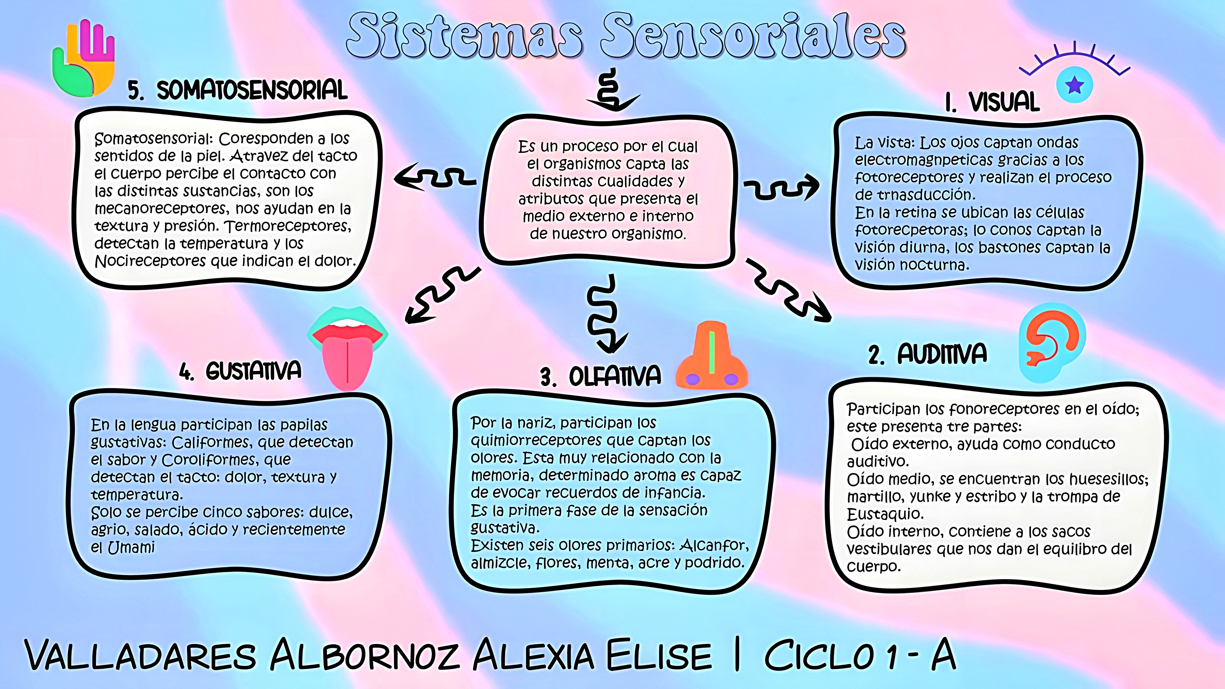MAPA MENTAL SOBRE SISTEMA SENSORIAL