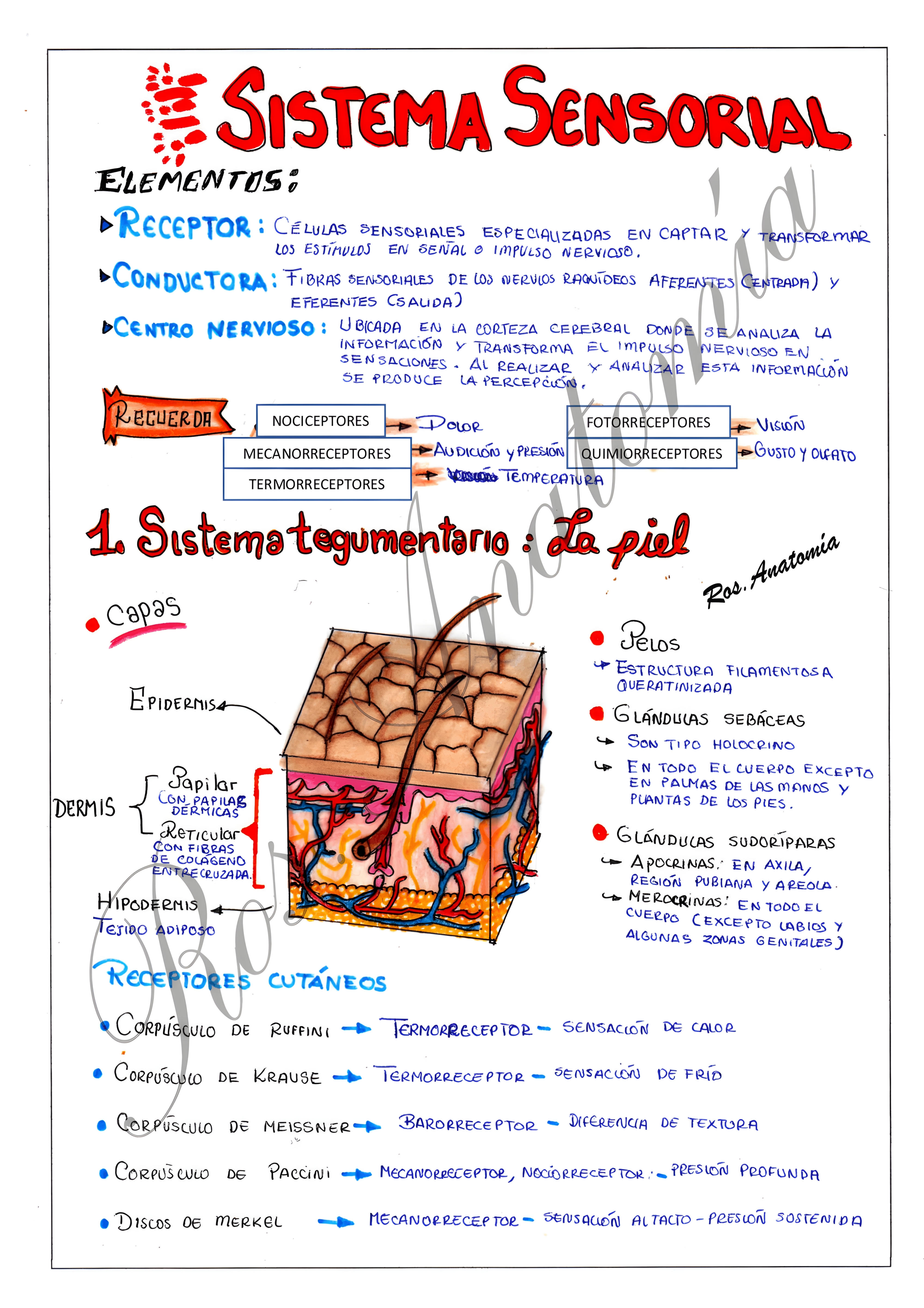 MAPA MENTAL SOBRE SISTEMA SENSORIAL