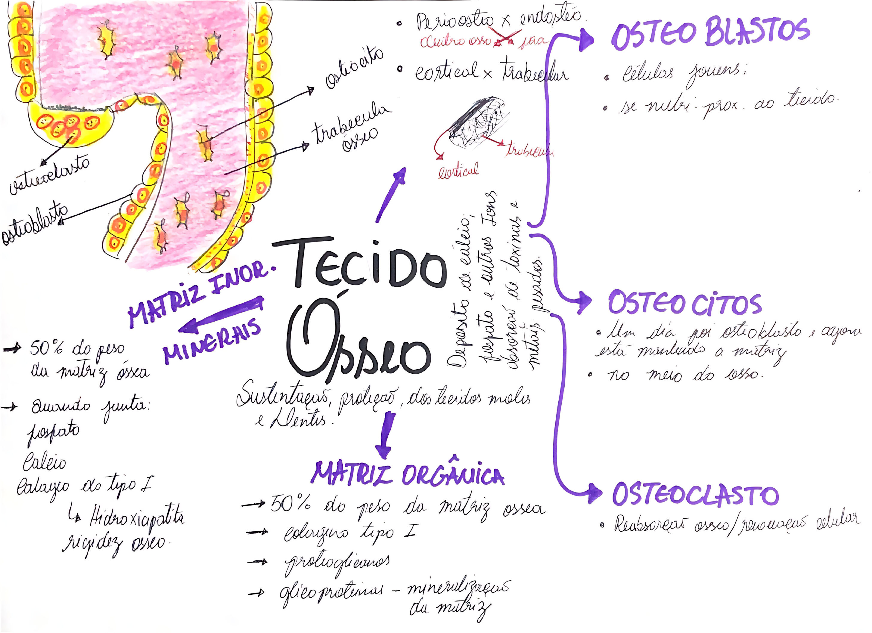 TECIDO ÓSSEO