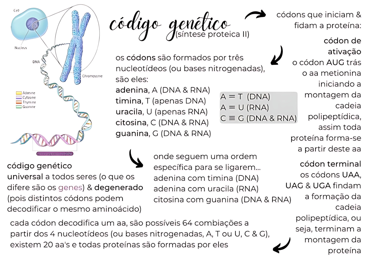 MAPA MENTAL SOBRE CÓDIGO GENÉTICO