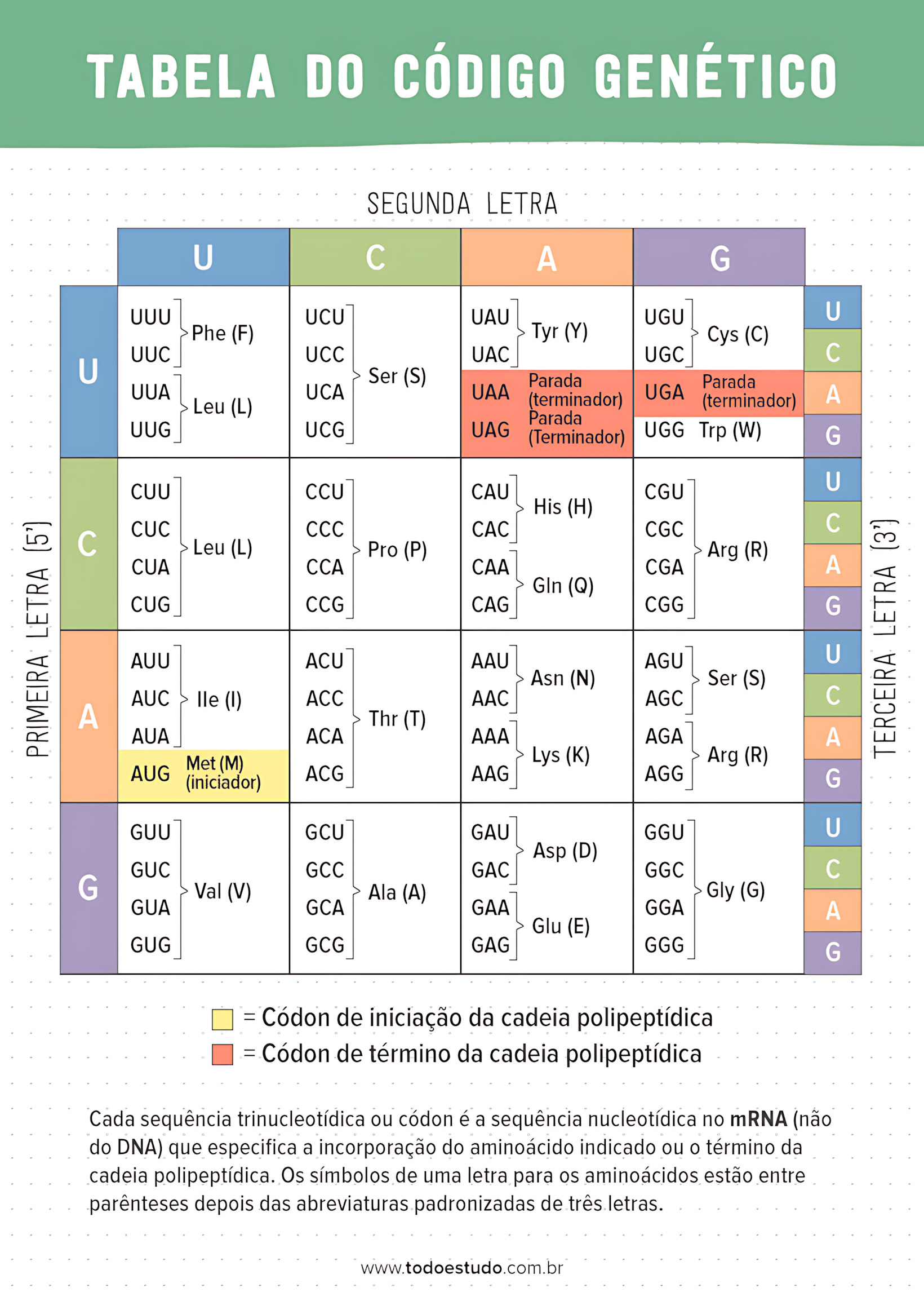 MAPA MENTAL SOBRE CÓDIGO GENÉTICO