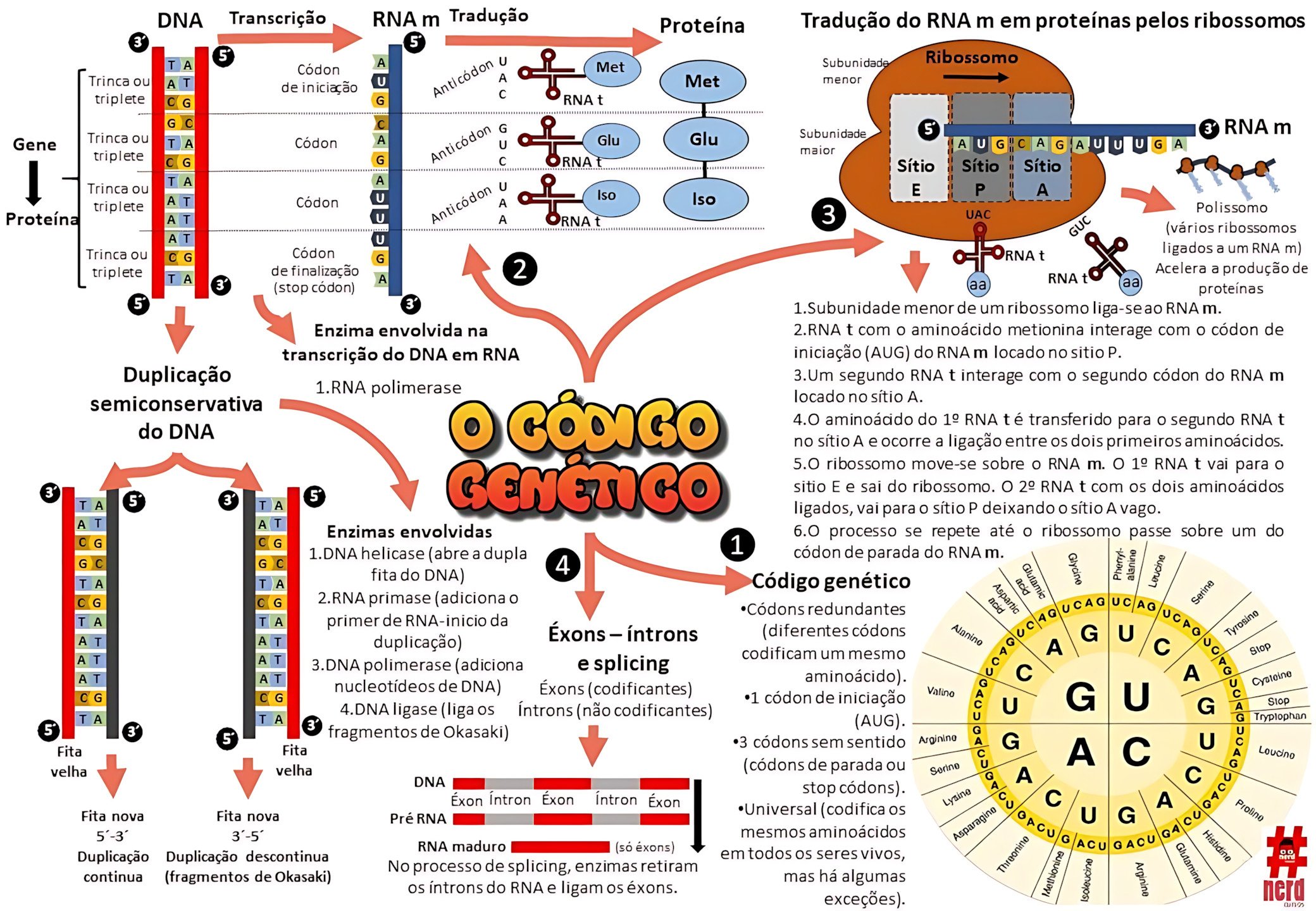 MAPA MENTAL SOBRE CÓDIGO GENÉTICO