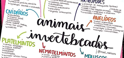 MAPA MENTAL SOBRE INVERTEBRADOS
