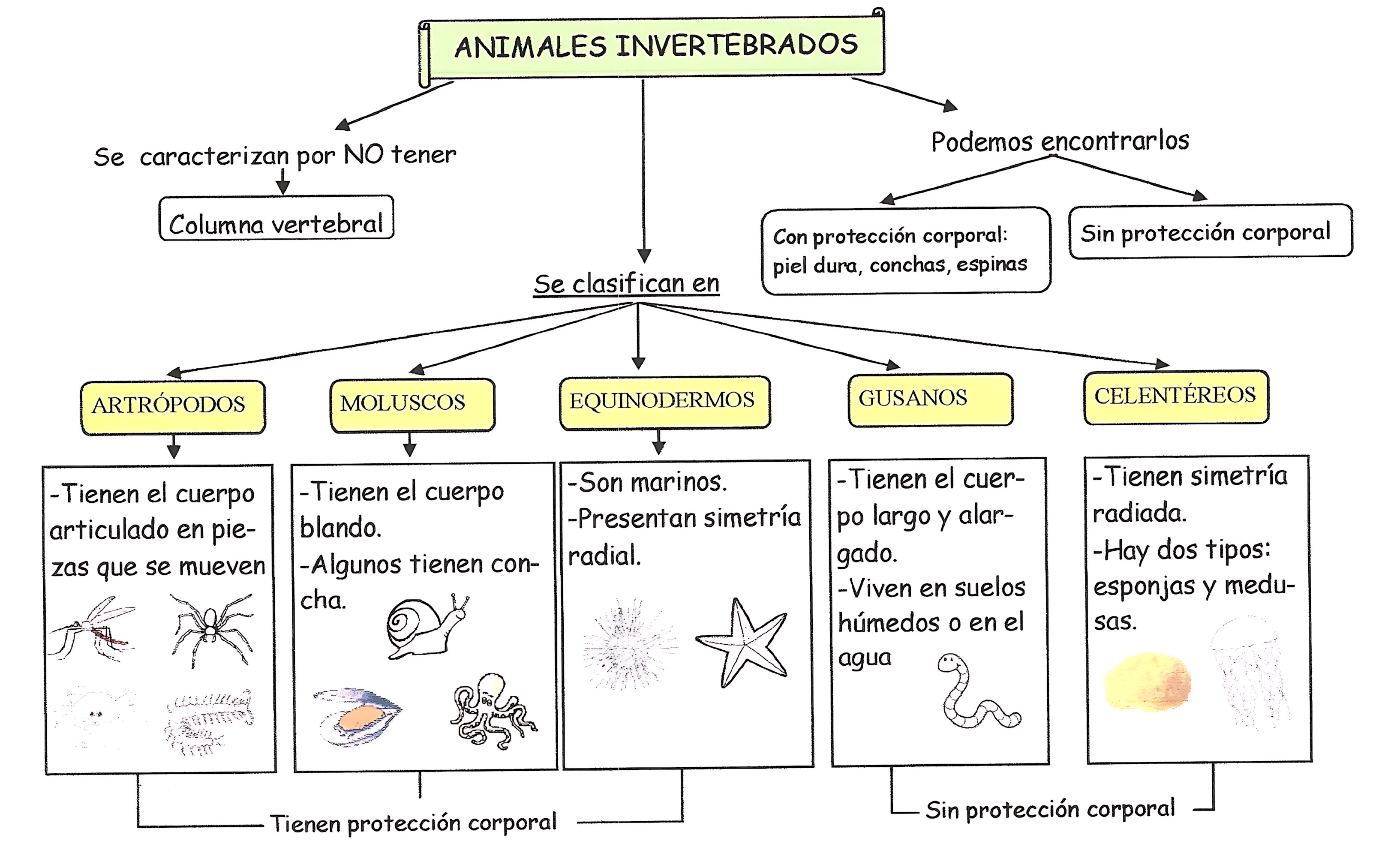 MAPA MENTAL SOBRE INVERTEBRADOS