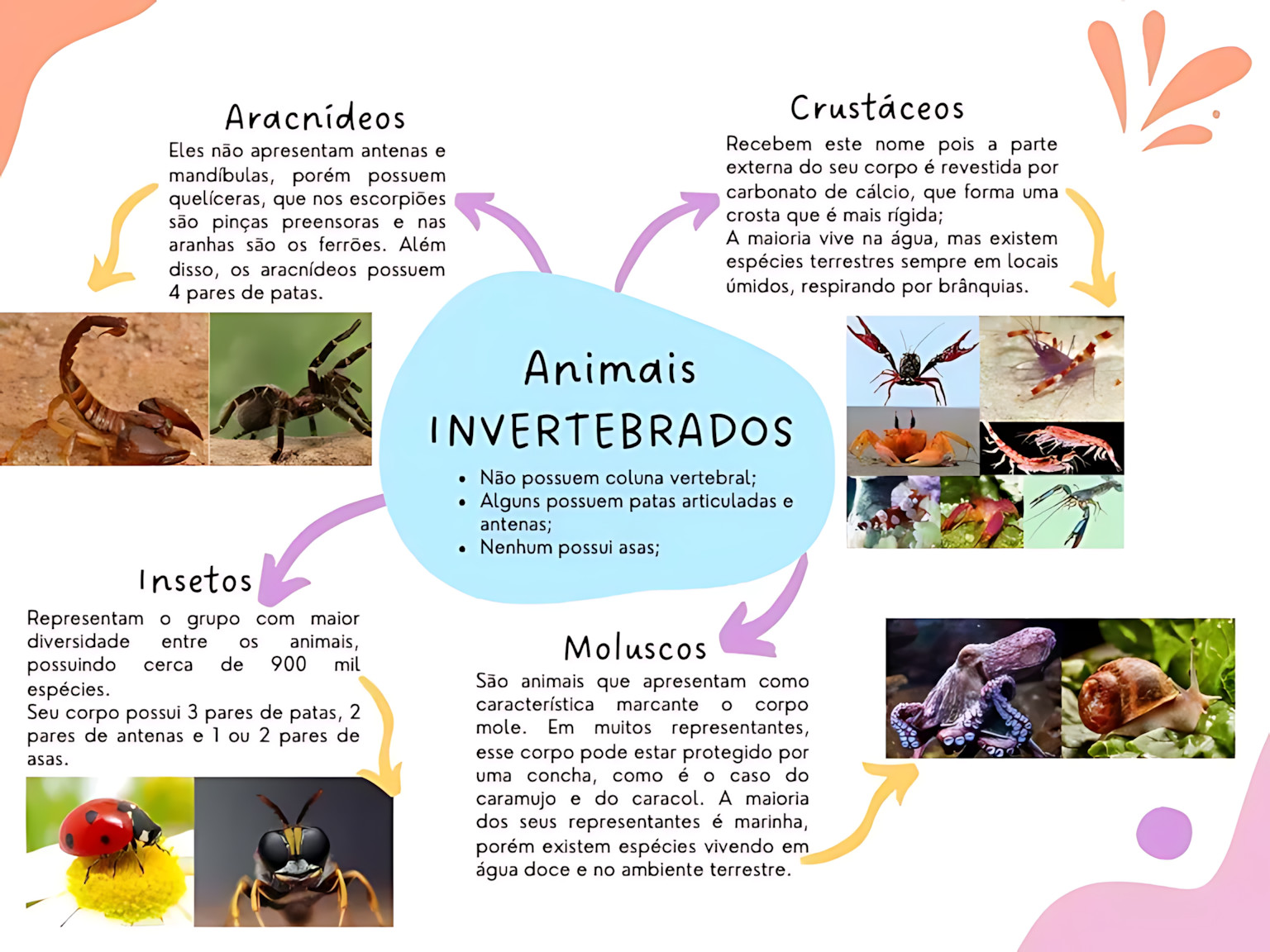 MAPA MENTAL SOBRE INVERTEBRADOS
