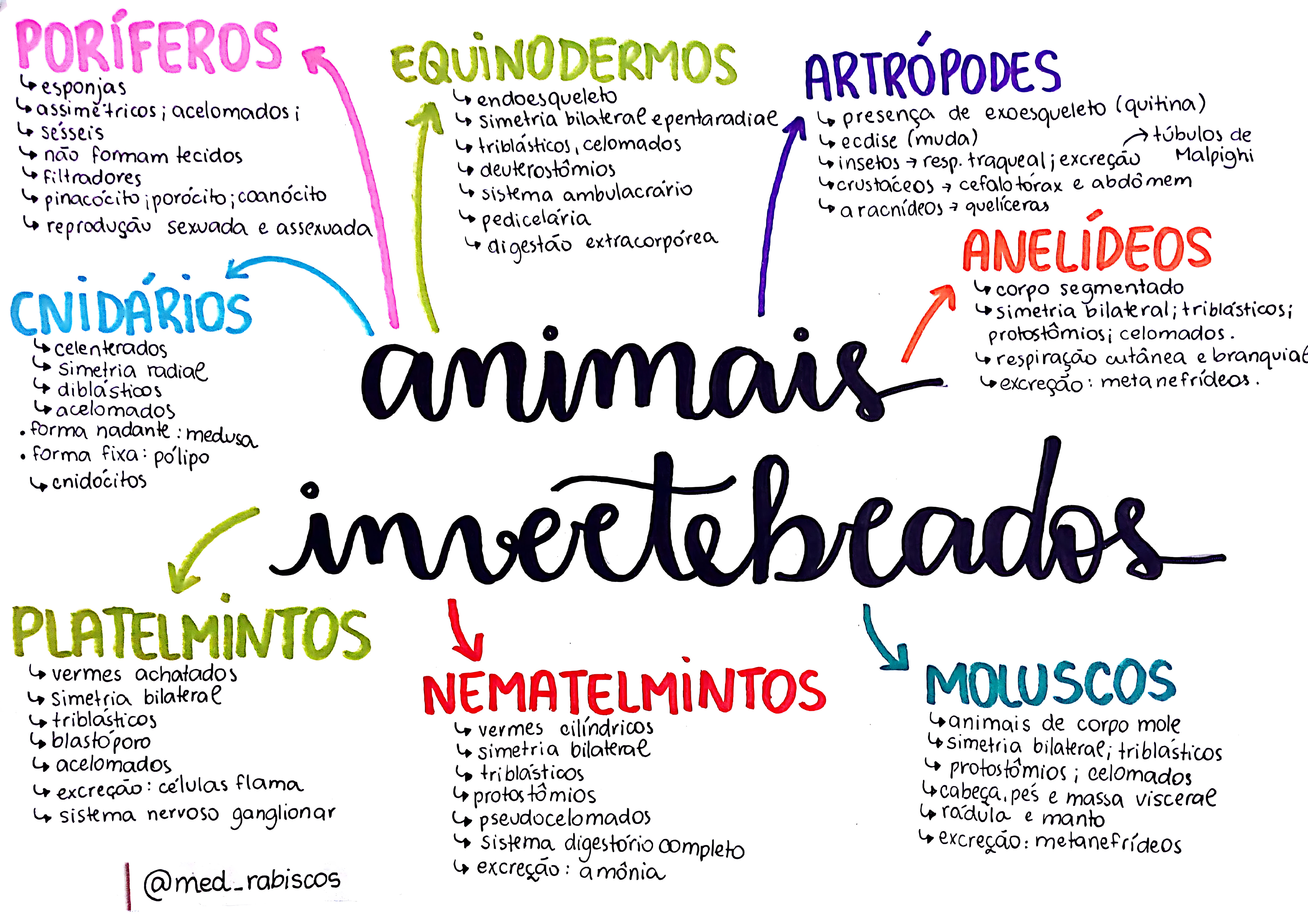 MAPA MENTAL SOBRE INVERTEBRADOS