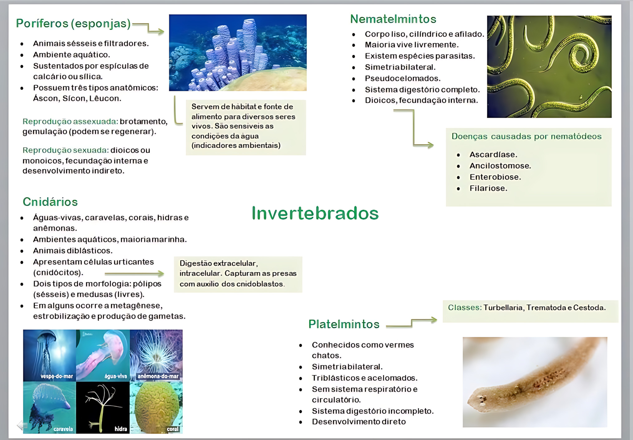 MAPA MENTAL SOBRE INVERTEBRADOS