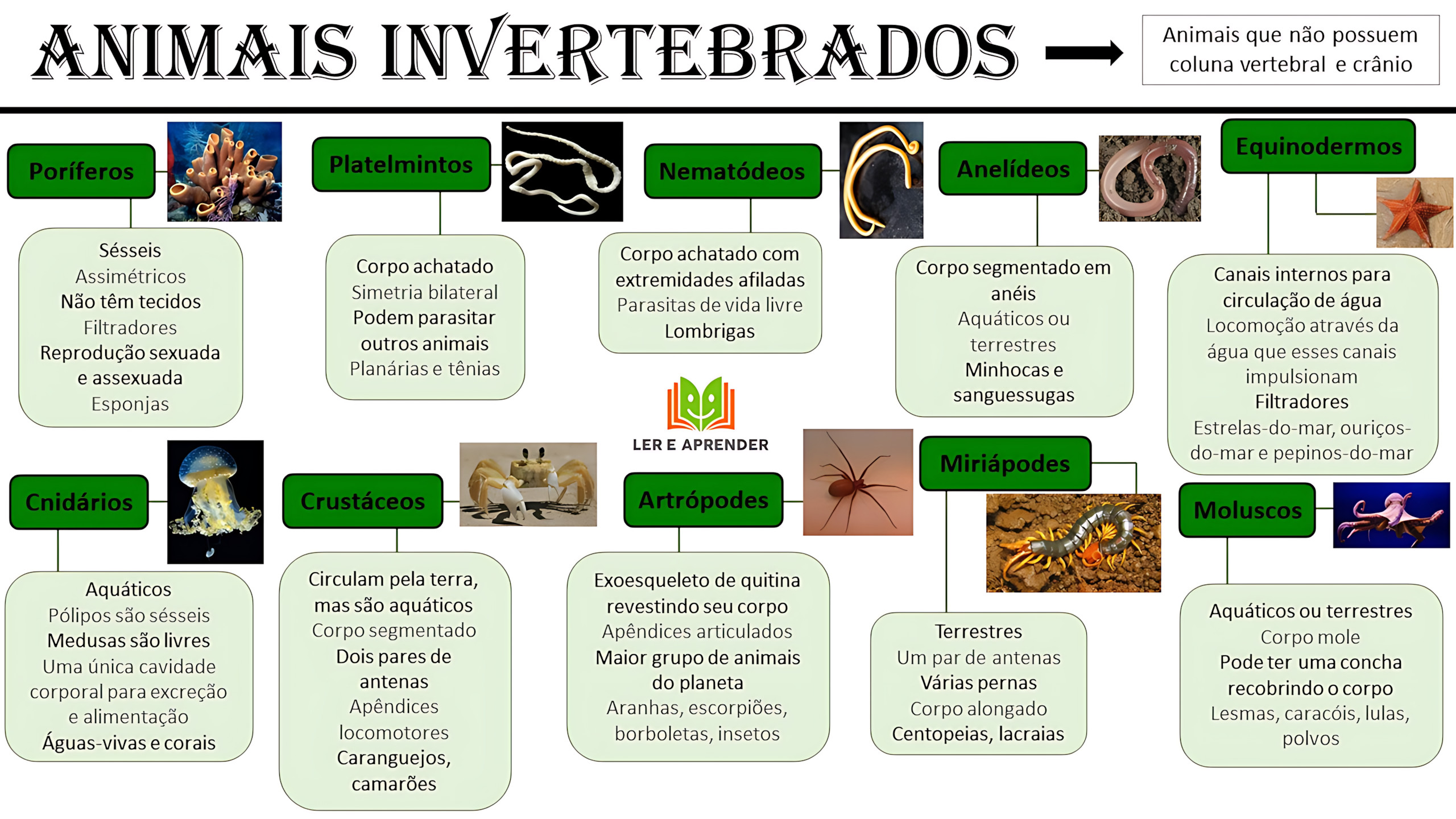 MAPA MENTAL SOBRE INVERTEBRADOS