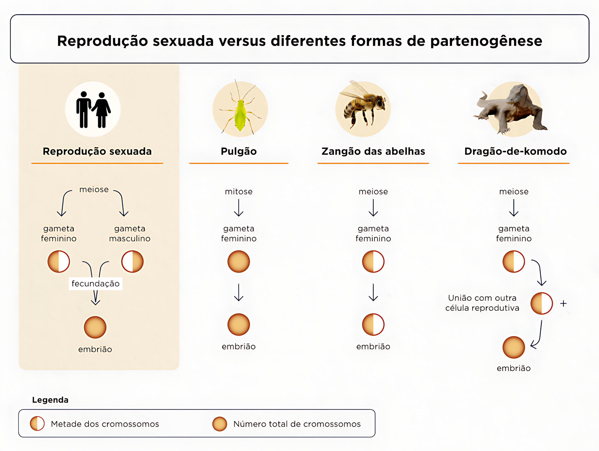 MAPA MENTAL SOBRE PARTENOGÊNESE