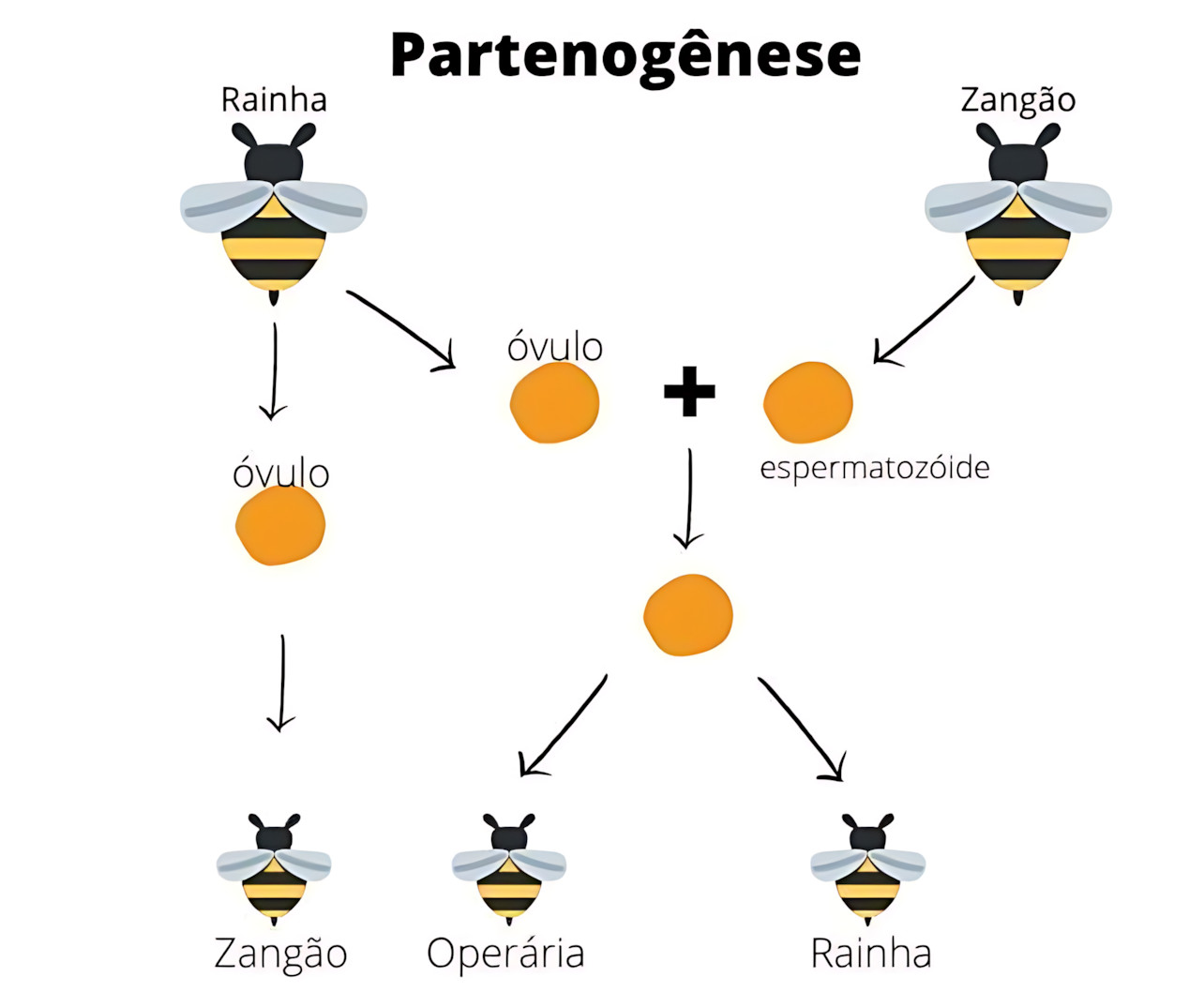 MAPA MENTAL SOBRE PARTENOGÊNESE