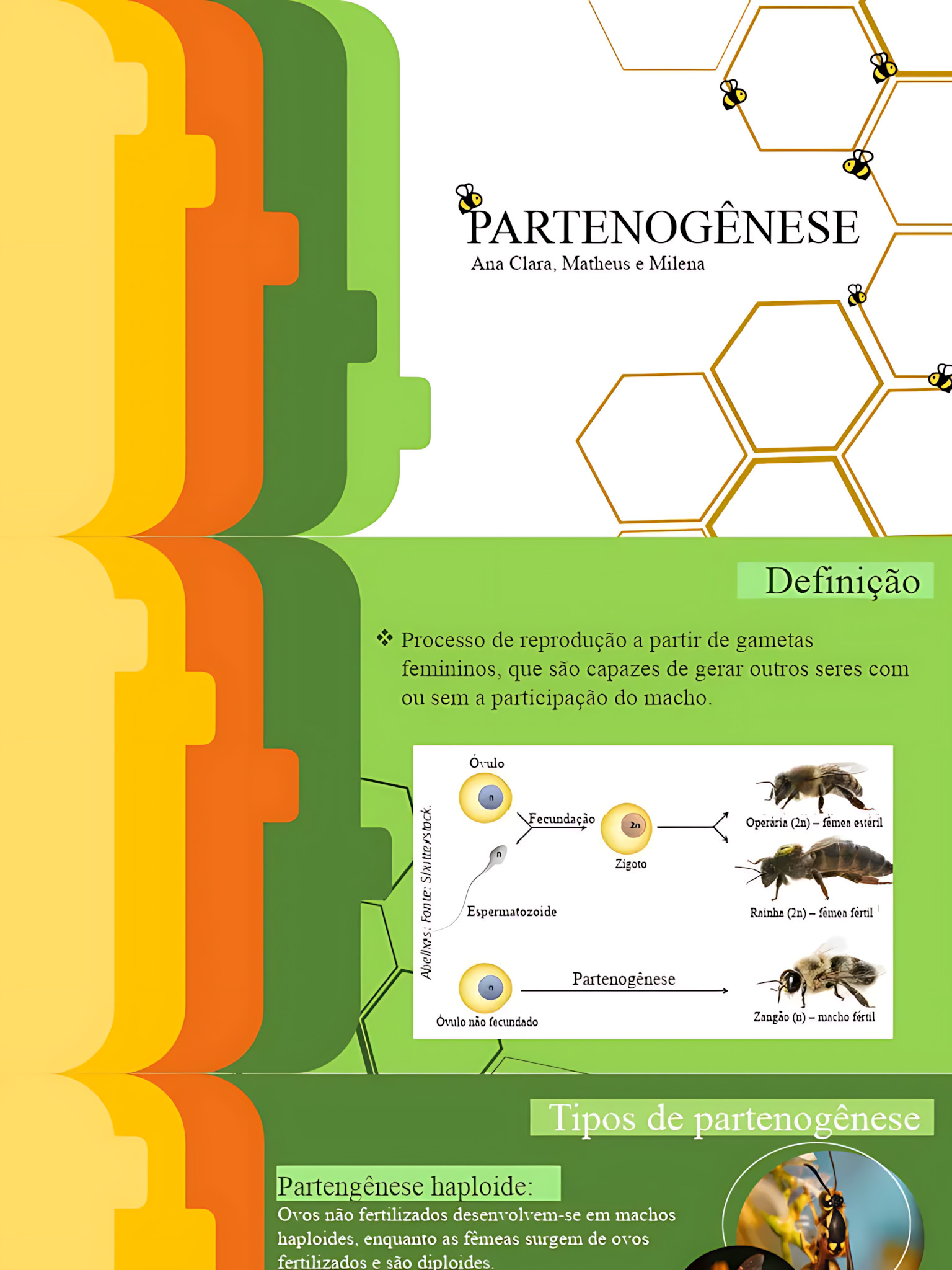MAPA MENTAL SOBRE PARTENOGÊNESE