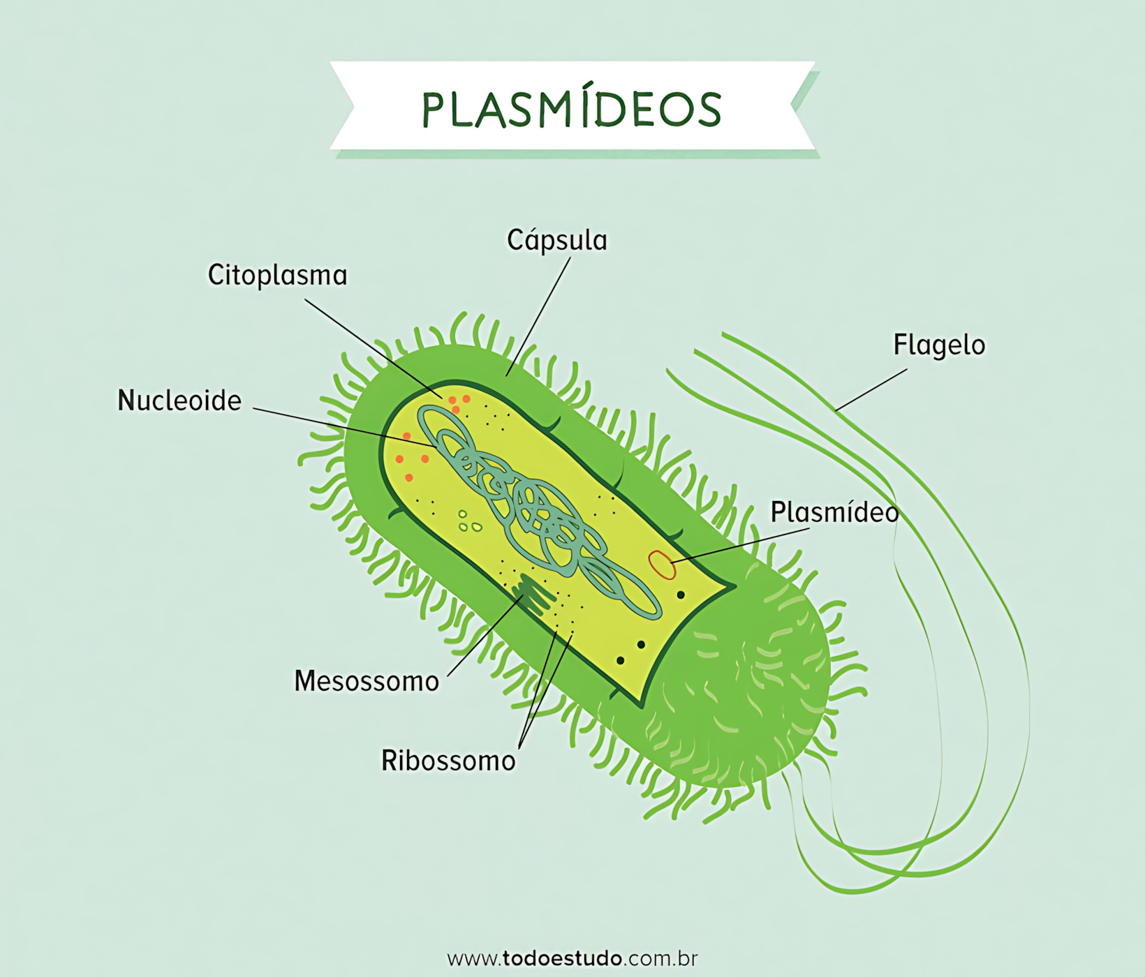 MAPA MENTAL SOBRE PLASMÍDEOS