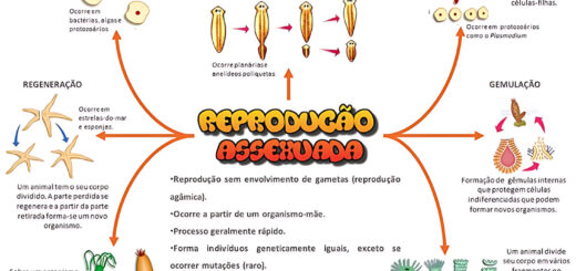 MAPA MENTAL SOBRE REPRODUCAO ASSEXUADA