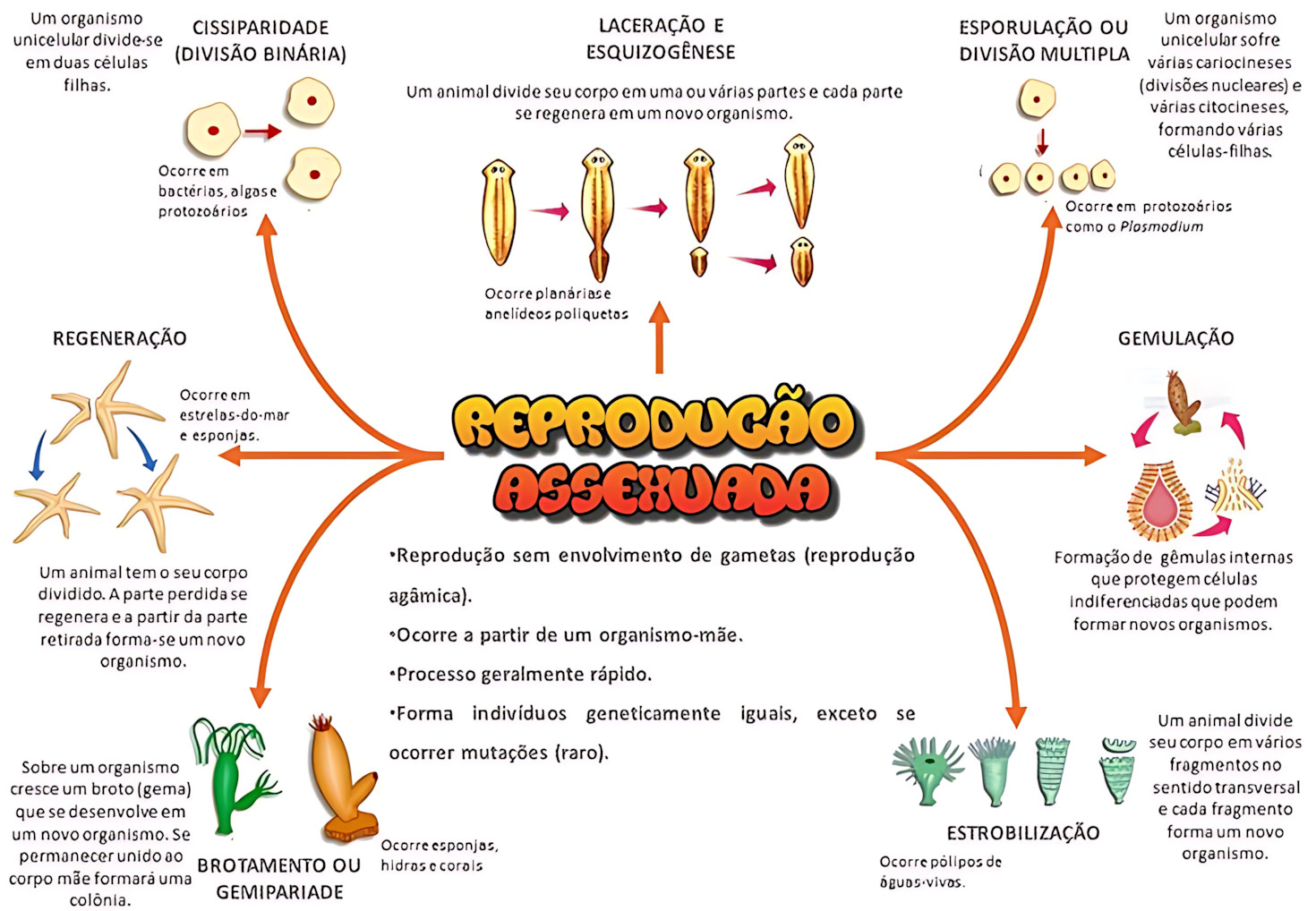MAPA MENTAL SOBRE REPRODUCAO ASSEXUADA
