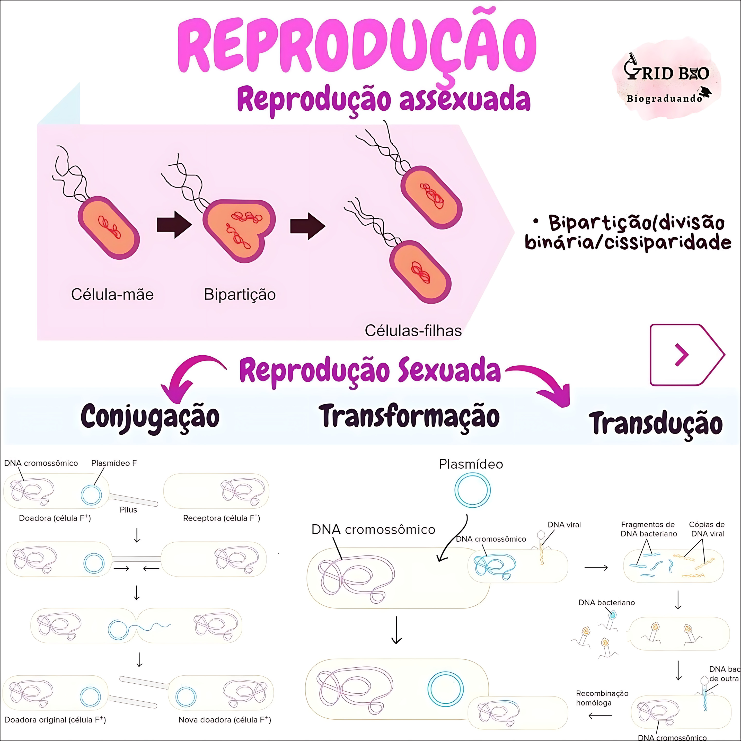 MAPA MENTAL SOBRE REPRODUÇÃO ASSEXUADA