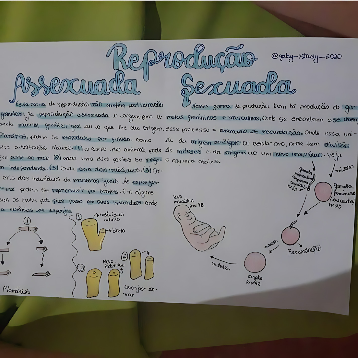MAPA MENTAL SOBRE REPRODUÇÃO ASSEXUADA