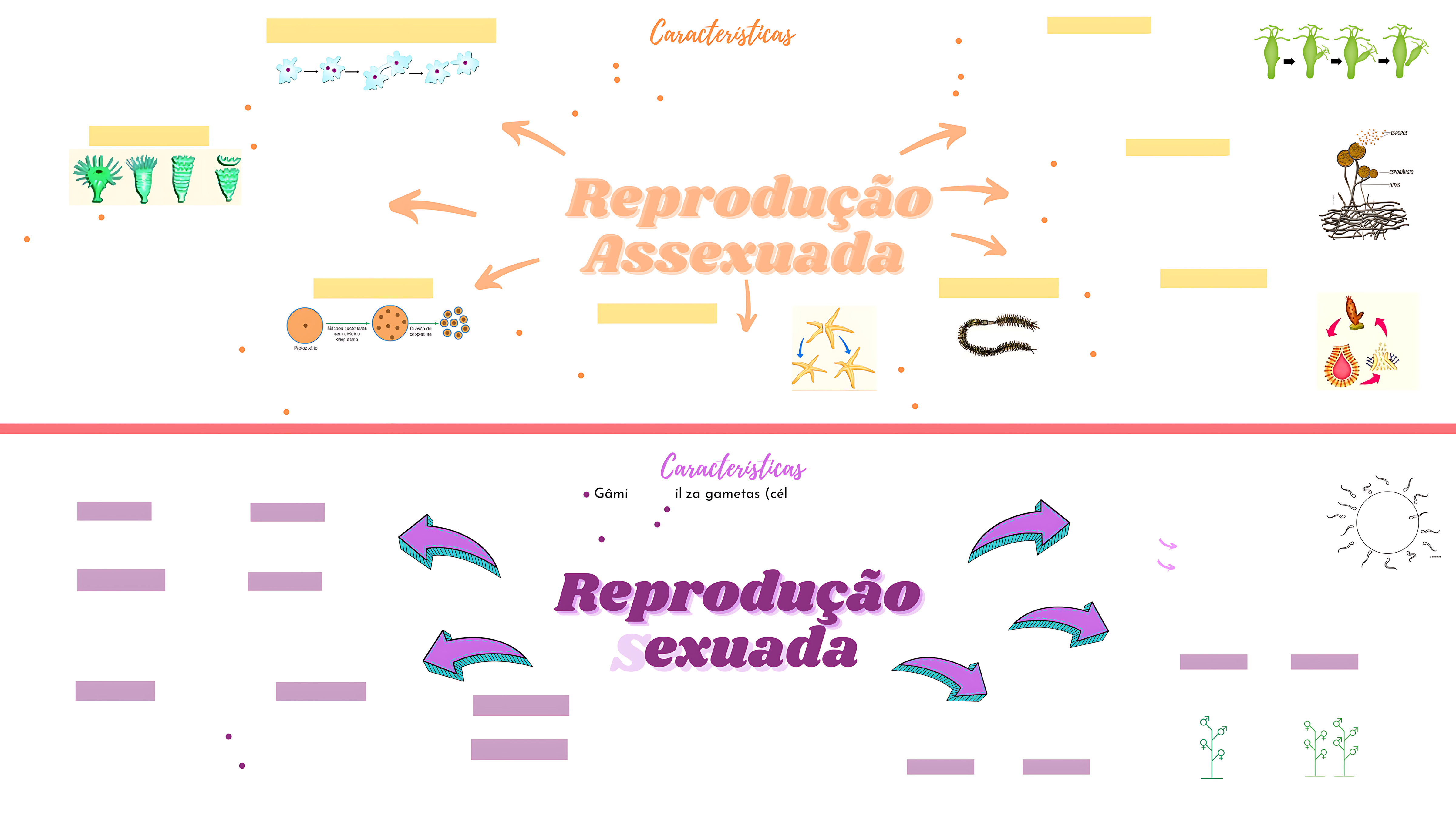 MAPA MENTAL SOBRE REPRODUÇÃO ASSEXUADA