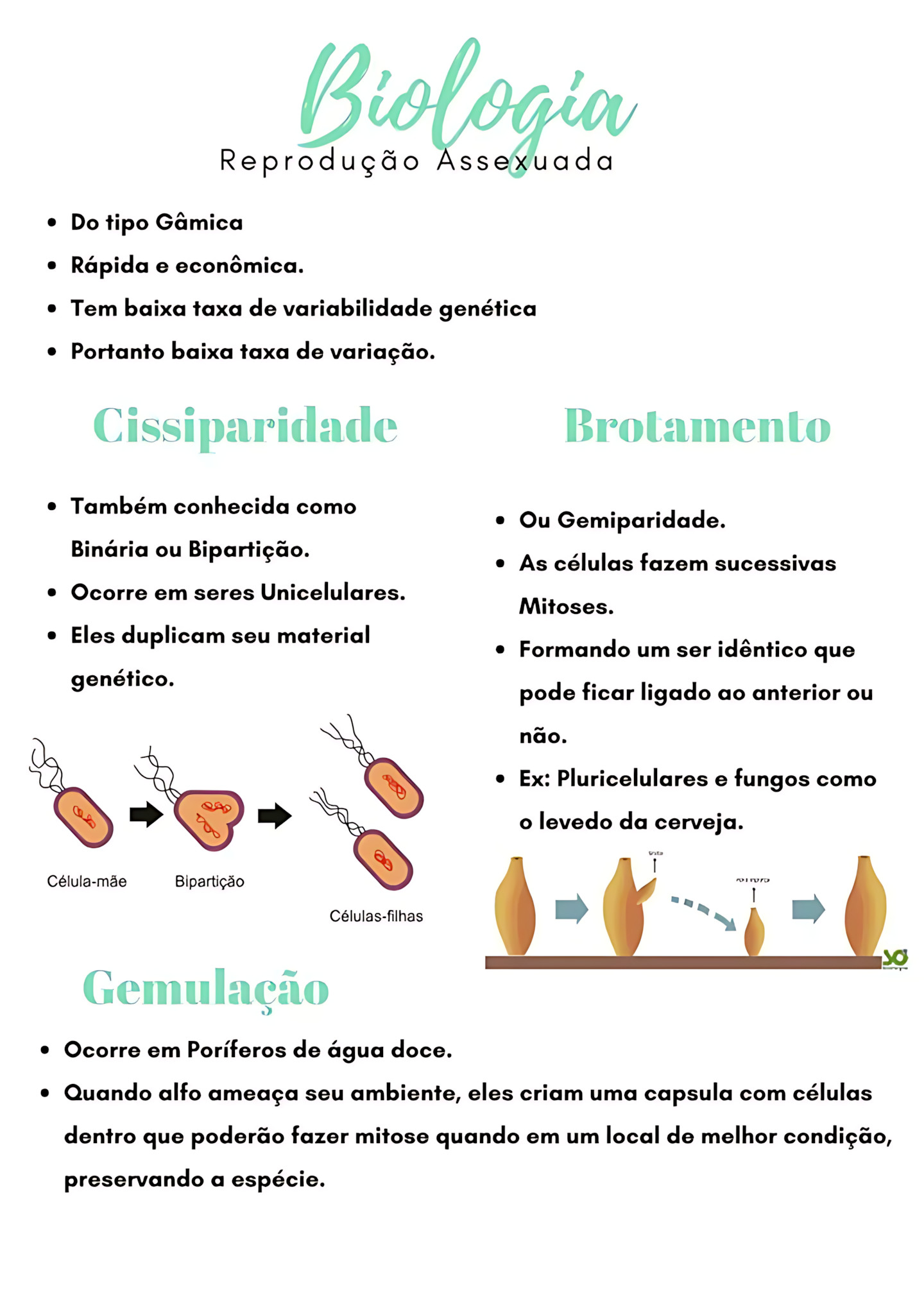 MAPA MENTAL SOBRE REPRODUÇÃO ASSEXUADA