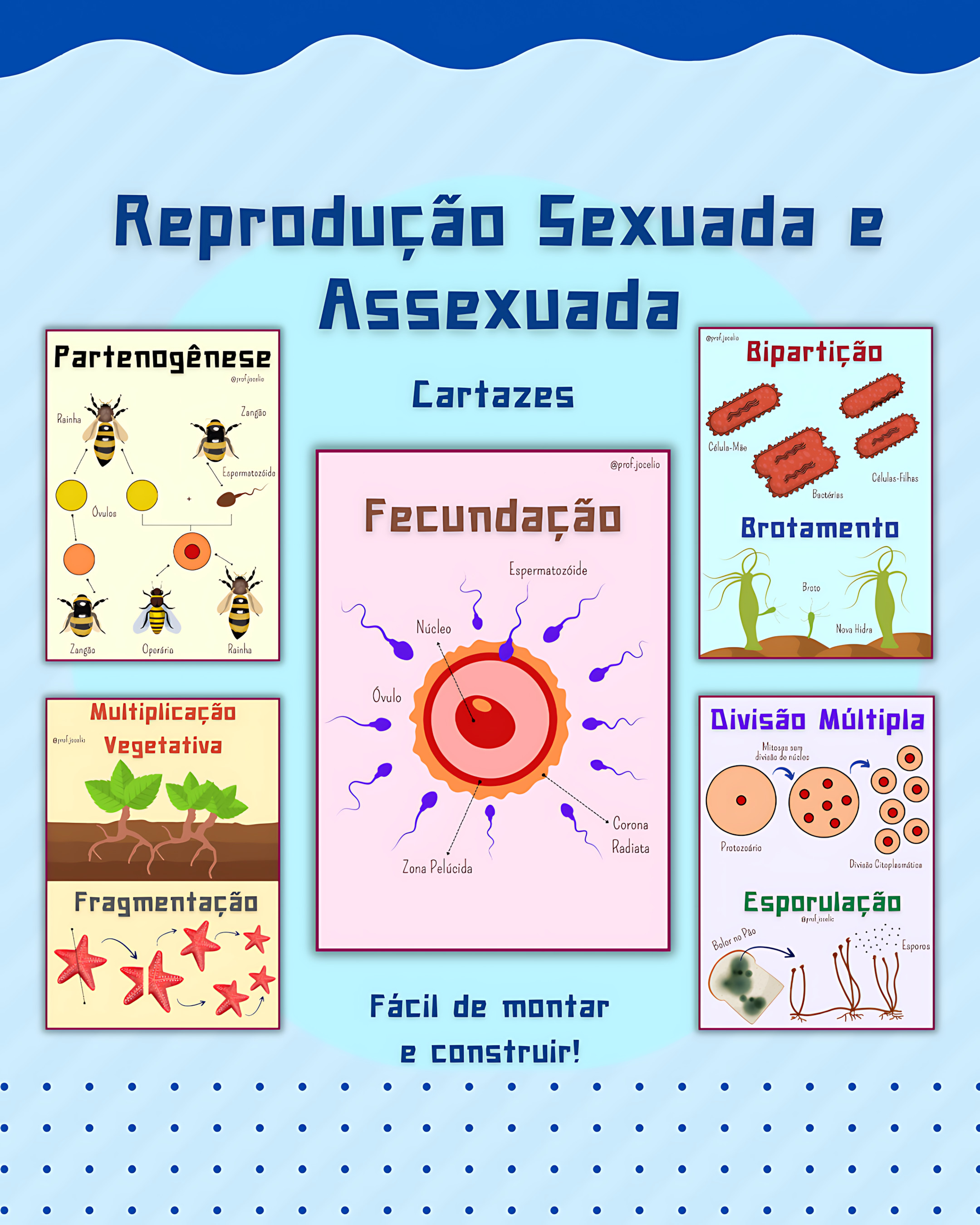 MAPA MENTAL SOBRE REPRODUÇÃO ASSEXUADA