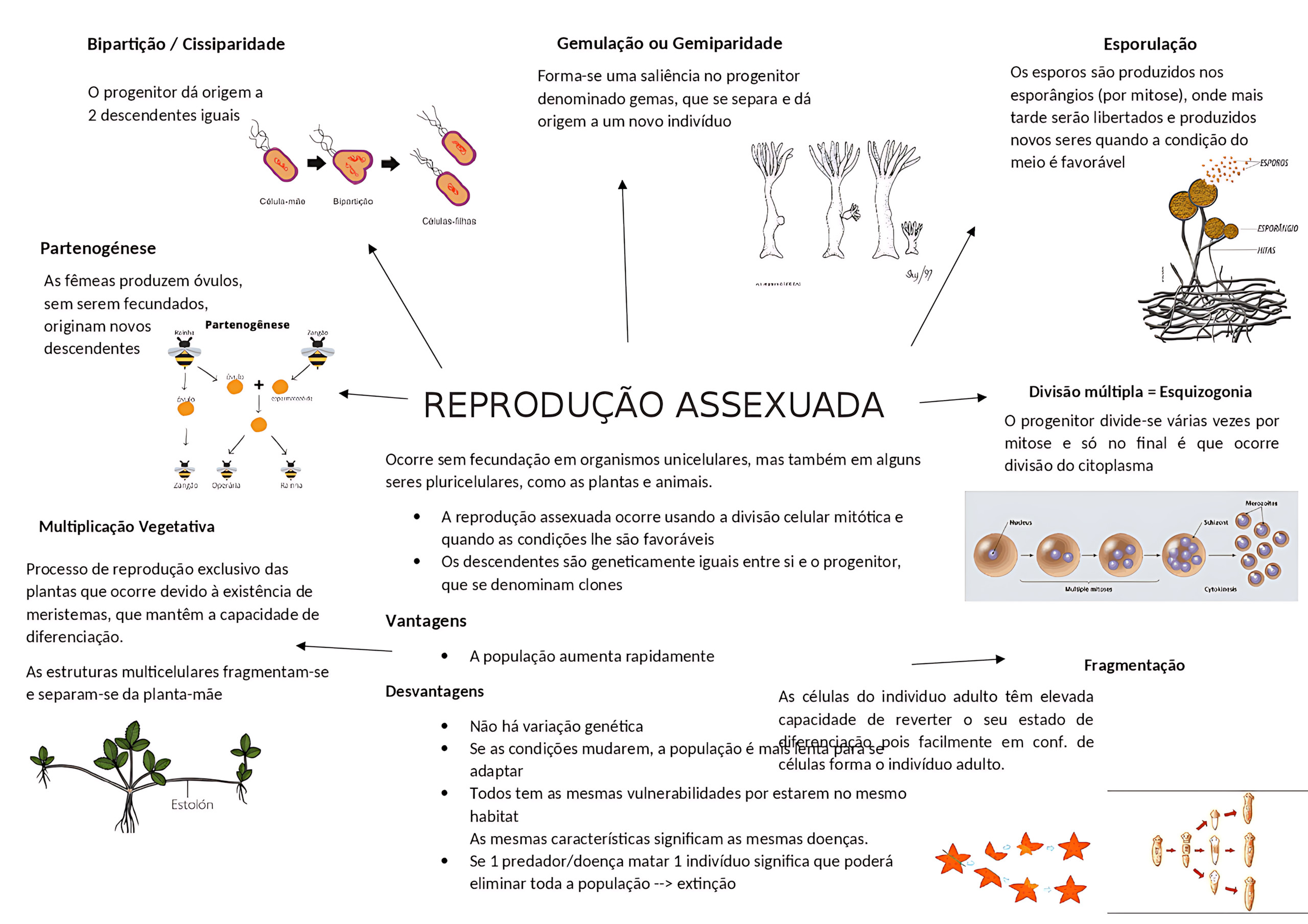 MAPA MENTAL SOBRE REPRODUÇÃO ASSEXUADA
