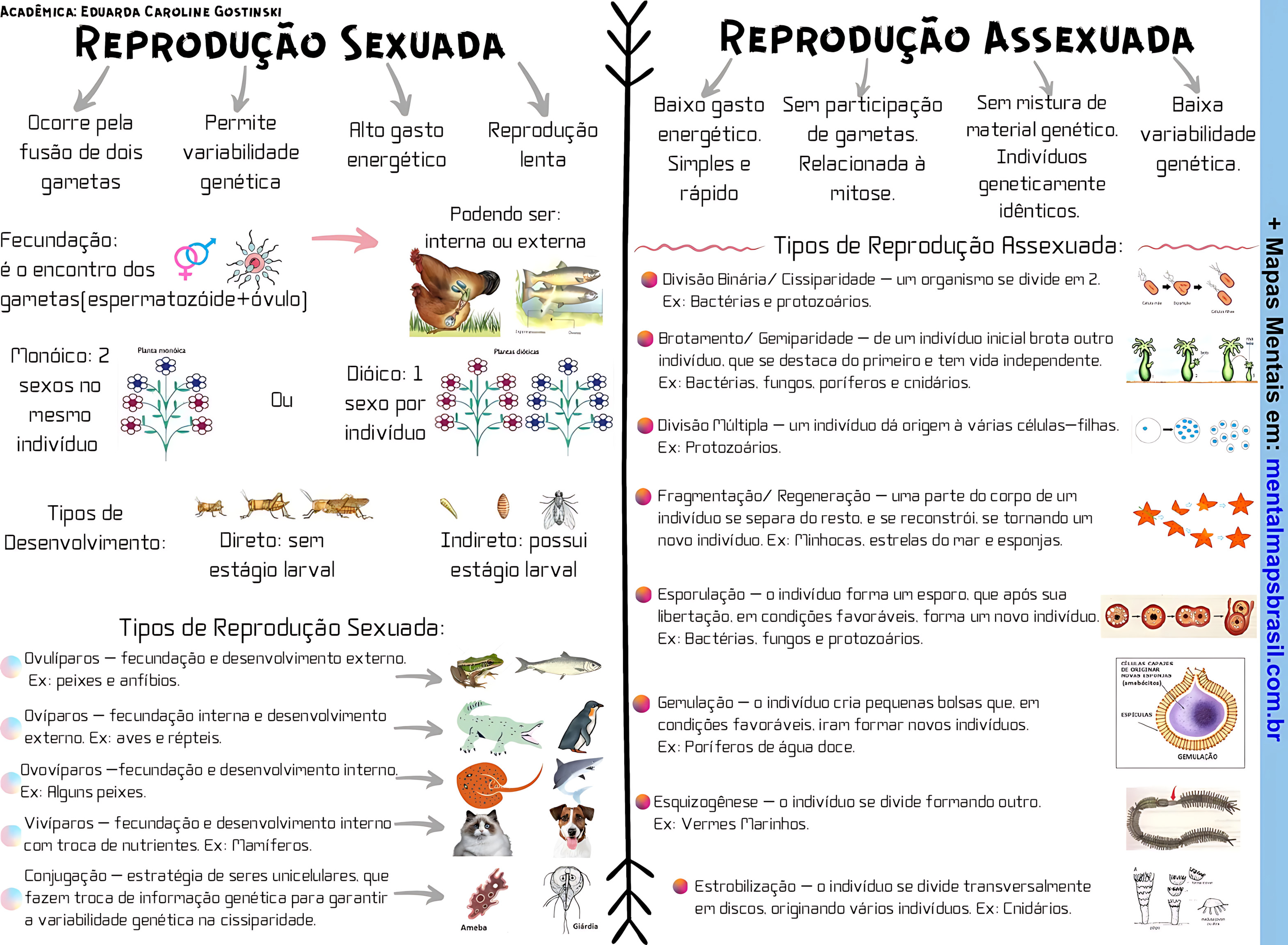 MAPA MENTAL SOBRE REPRODUÇÃO ASSEXUADA