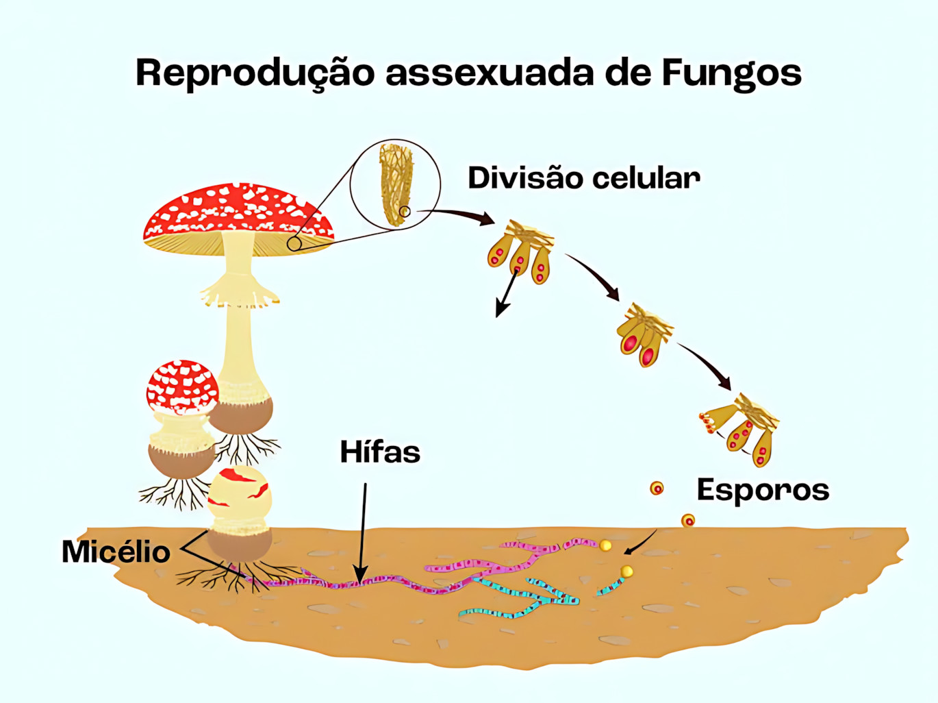 MAPA MENTAL SOBRE REPRODUÇÃO ASSEXUADA