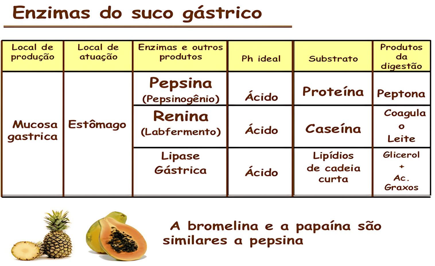 MAPA MENTAL SOBRE SUCO GÁSTRICO