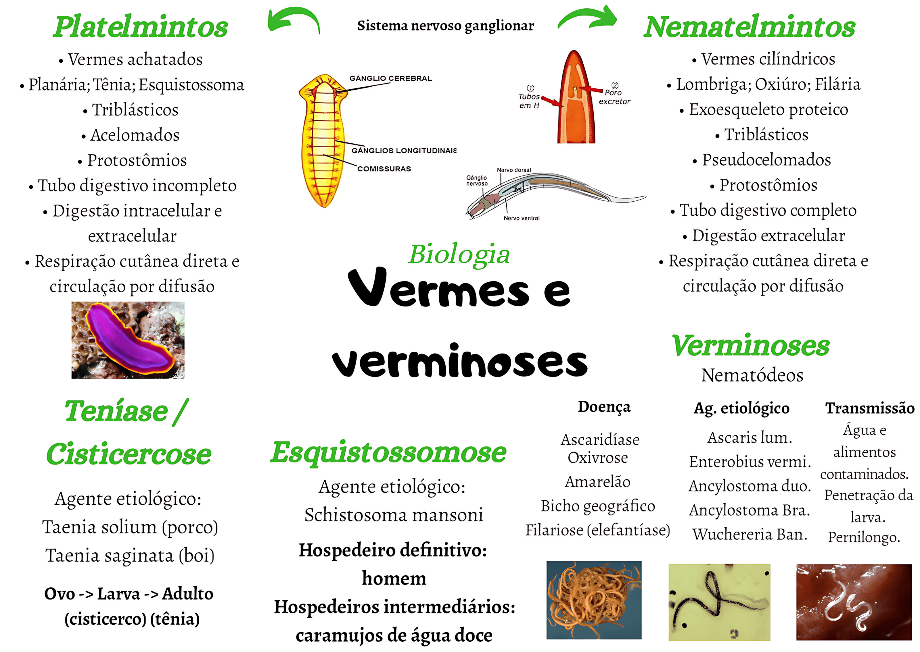 MAPA MENTAL SOBRE VERMINOSES