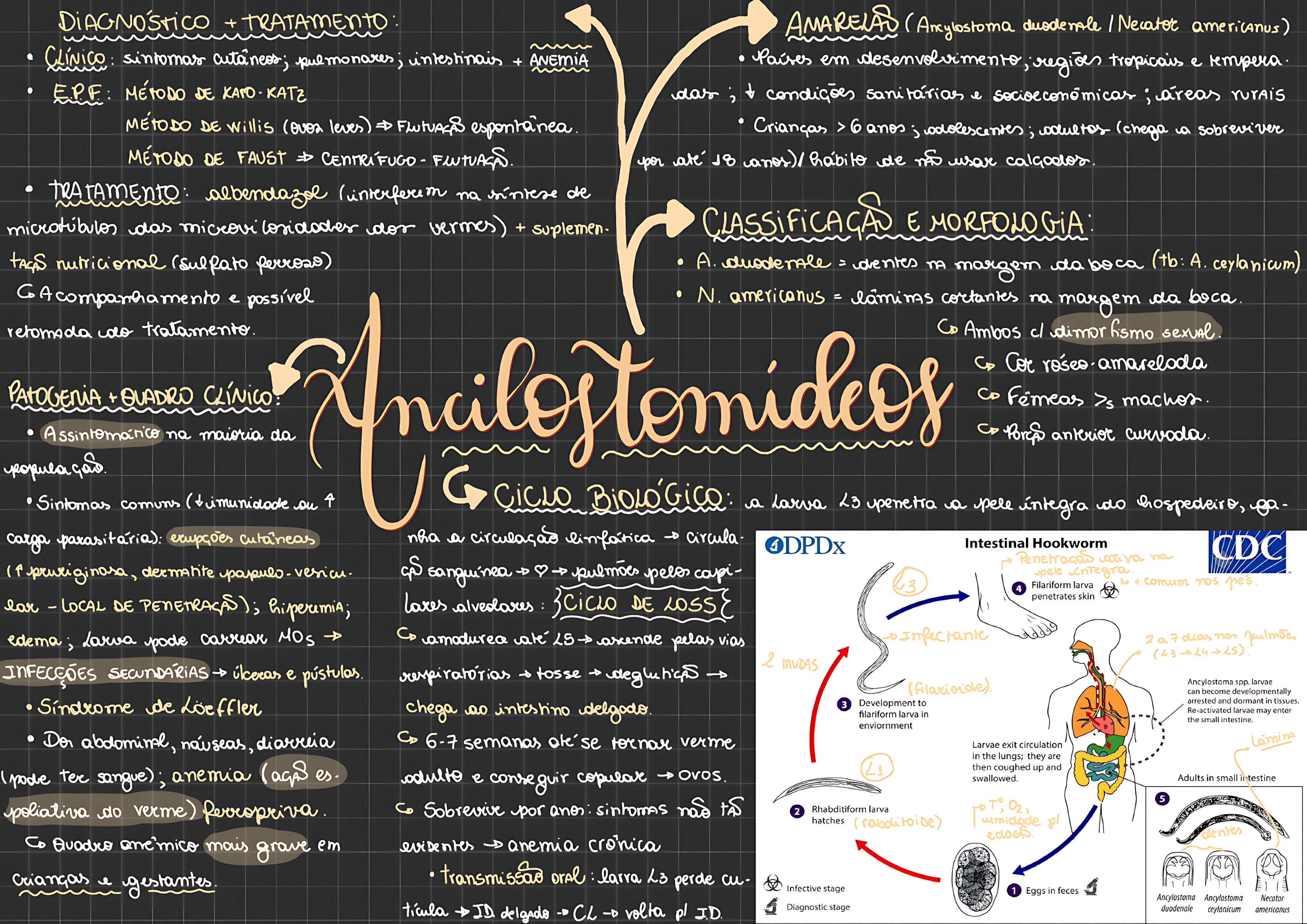 MAPA MENTAL SOBRE ANCILOSTOMOSE