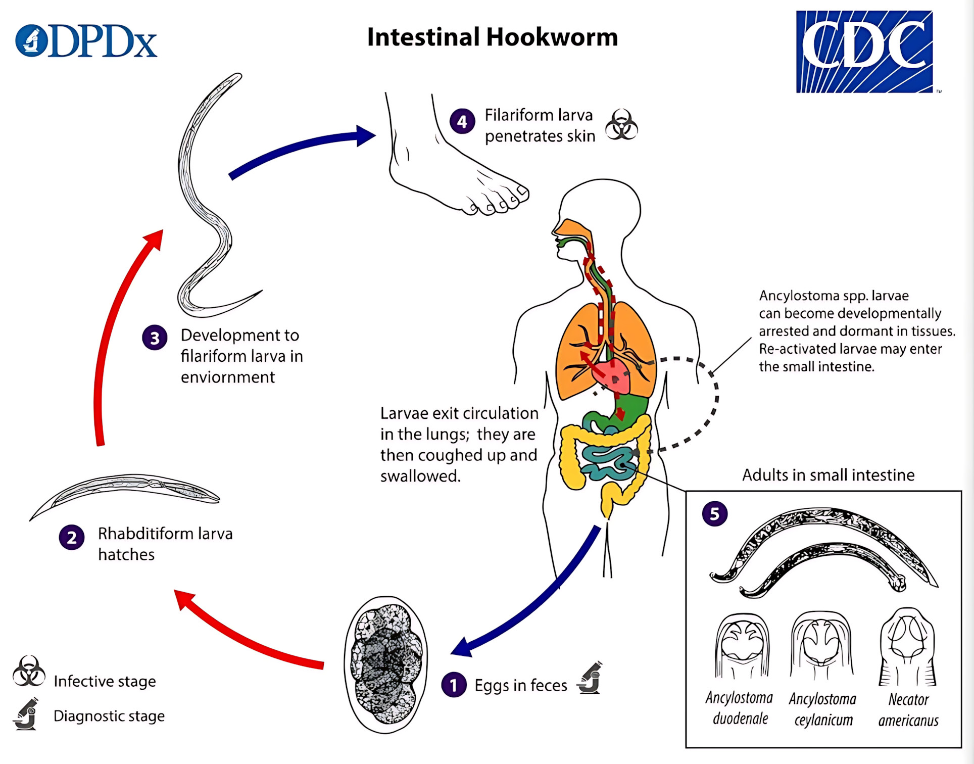 MAPA MENTAL SOBRE ANCILOSTOMOSE