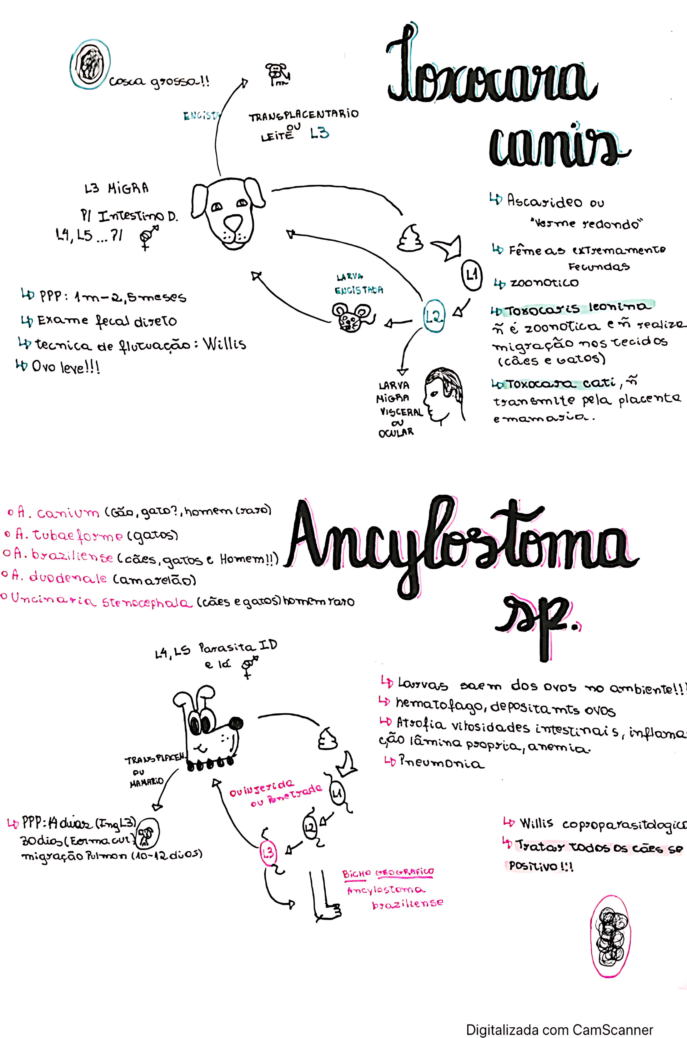 MAPA MENTAL SOBRE ANCILOSTOMOSE