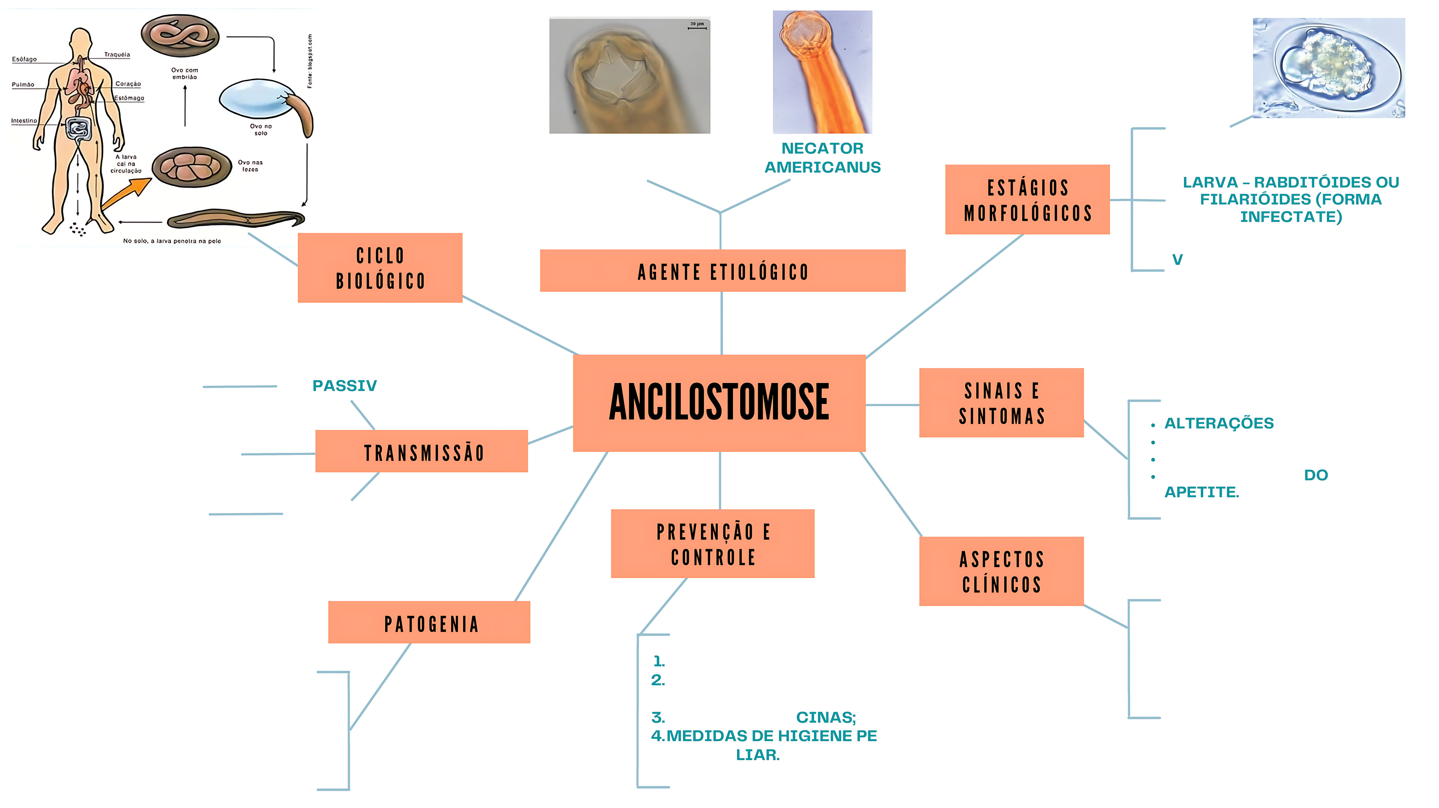 MAPA MENTAL SOBRE ANCILOSTOMOSE