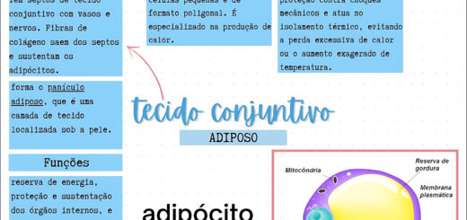 MAPA MENTAL SOBRE TECIDO ADIPOSO
