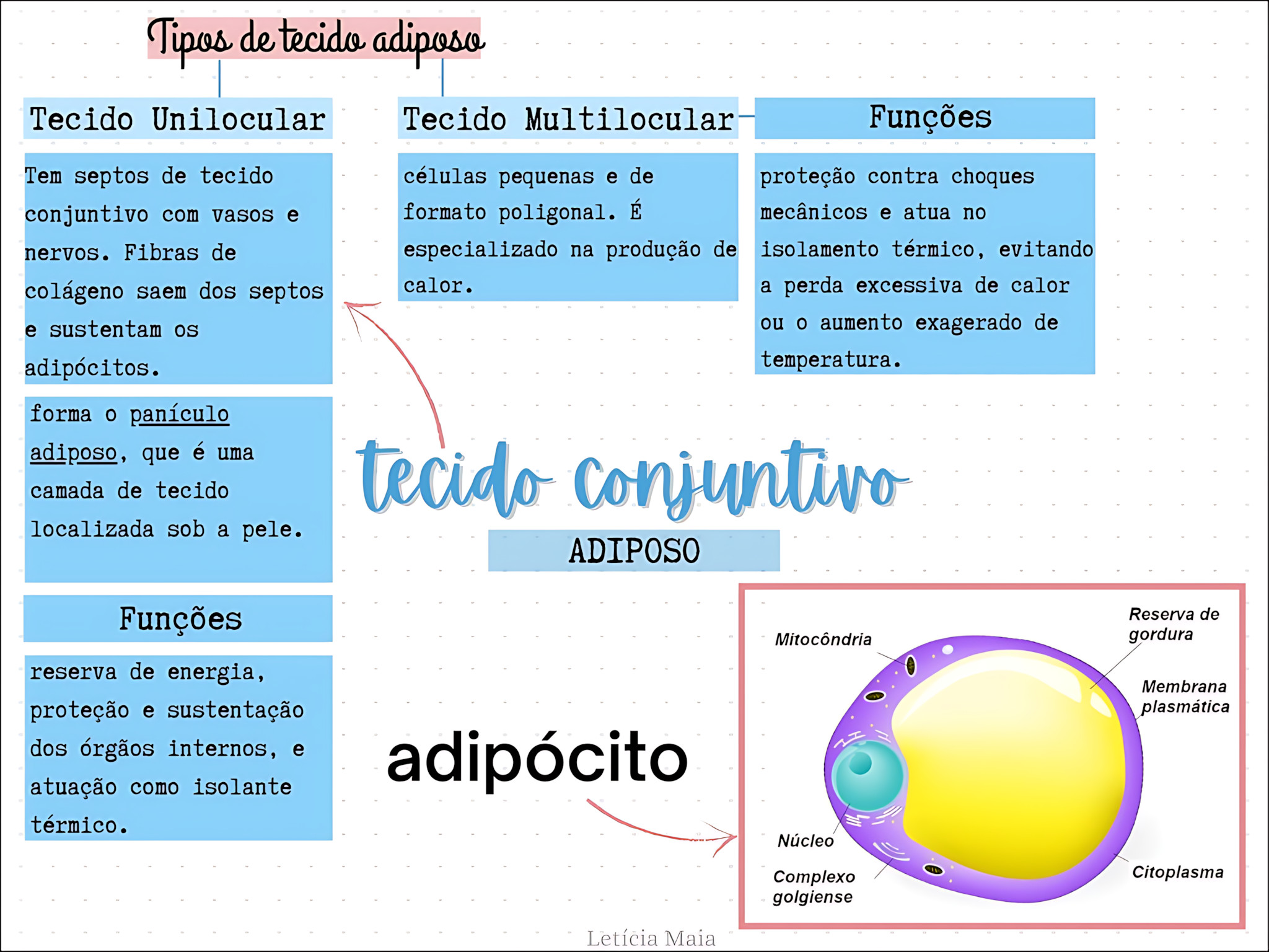 MAPA MENTAL SOBRE TECIDO ADIPOSO