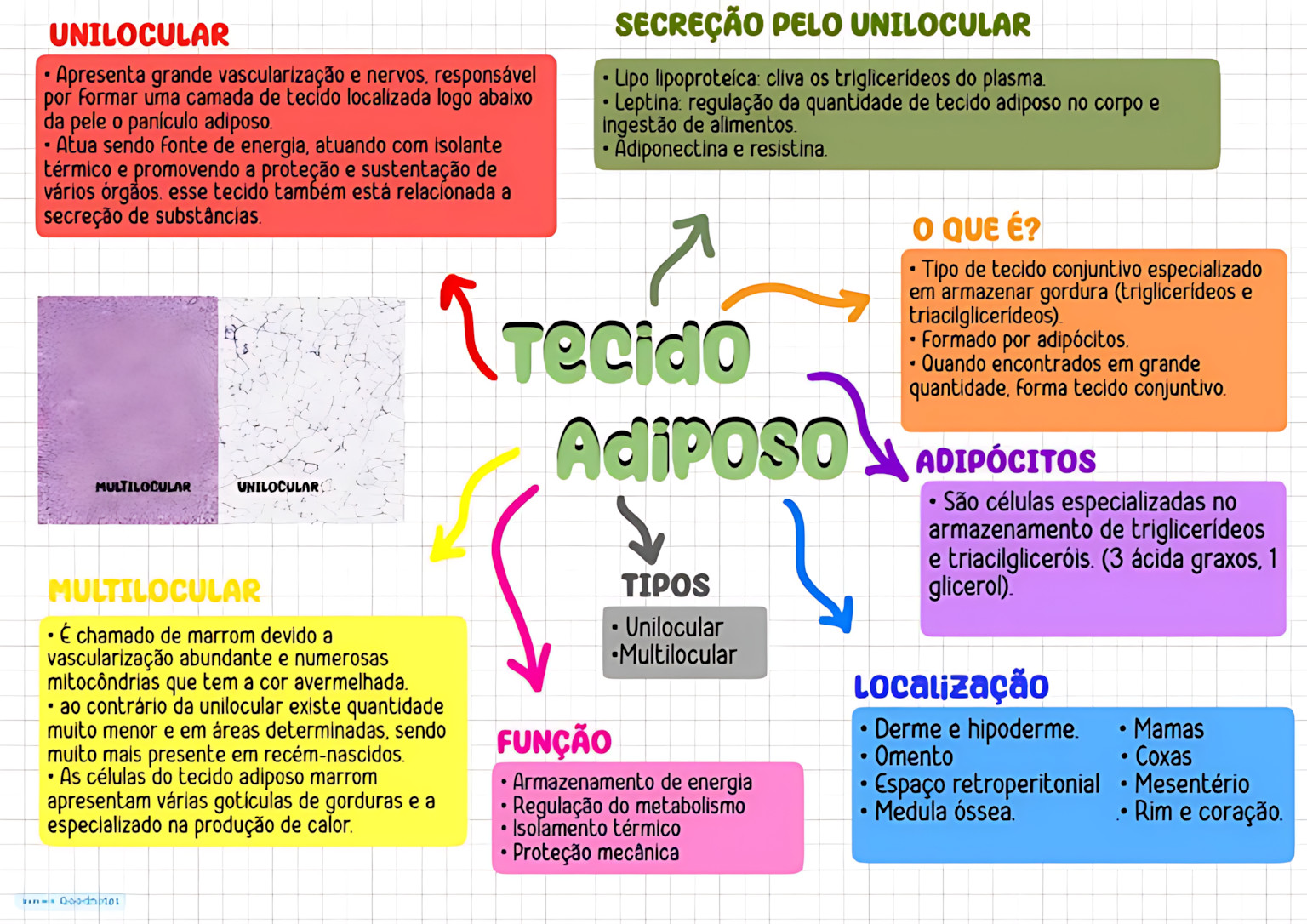 MAPA MENTAL SOBRE TECIDO ADIPOSO