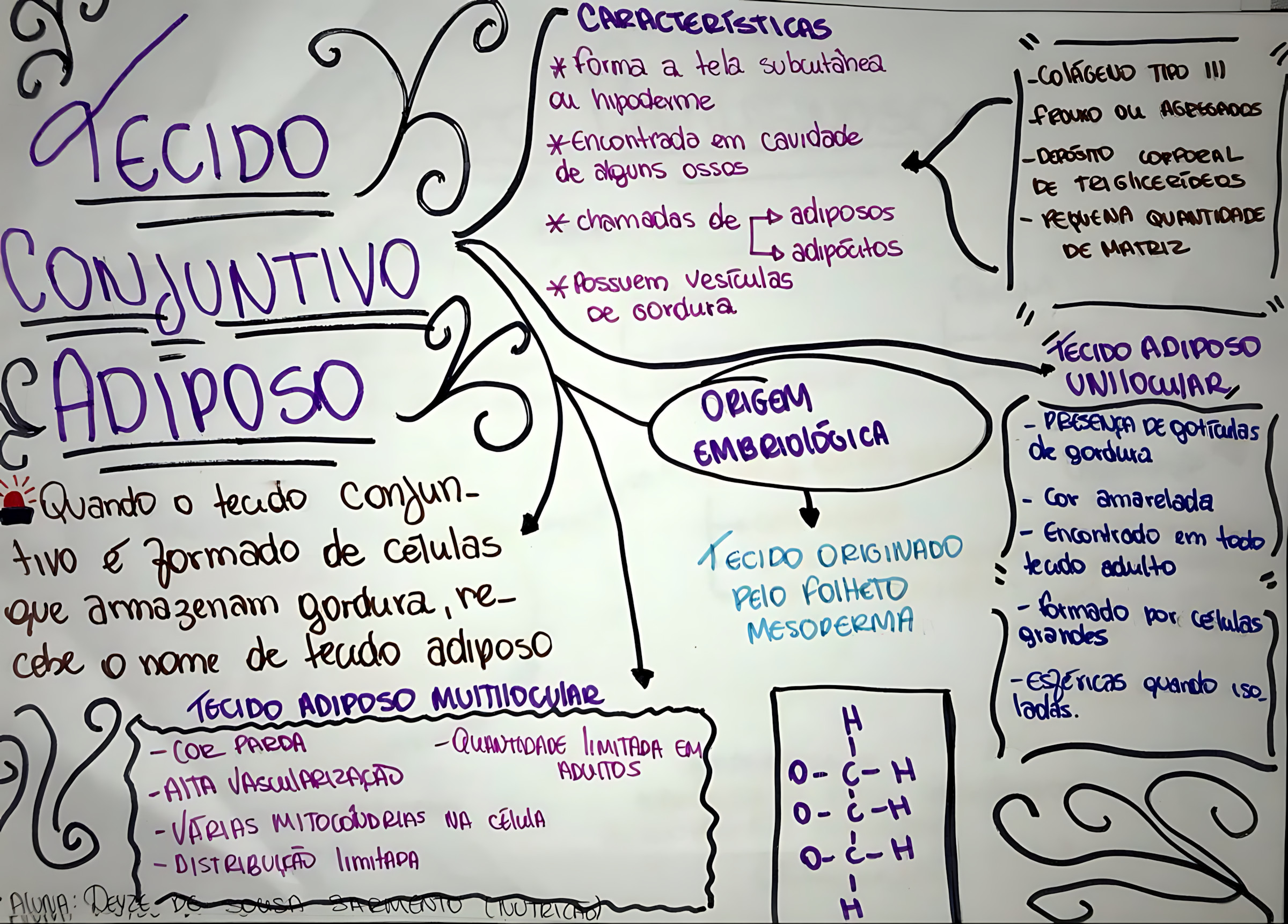 MAPA MENTAL SOBRE TECIDO ADIPOSO