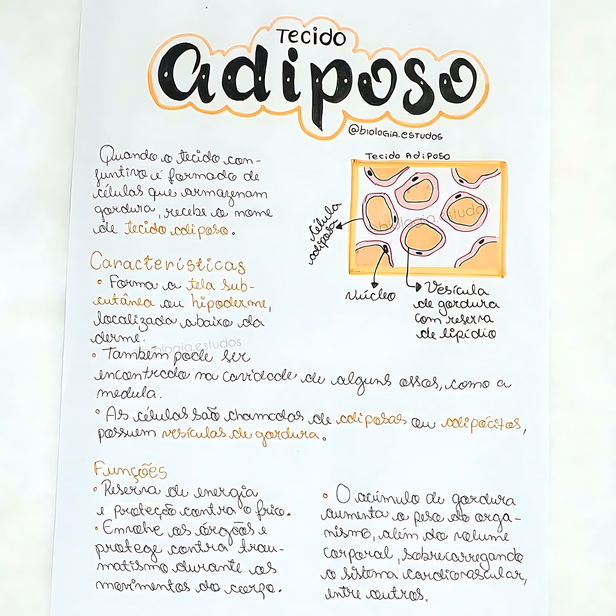 MAPA MENTAL SOBRE TECIDO ADIPOSO