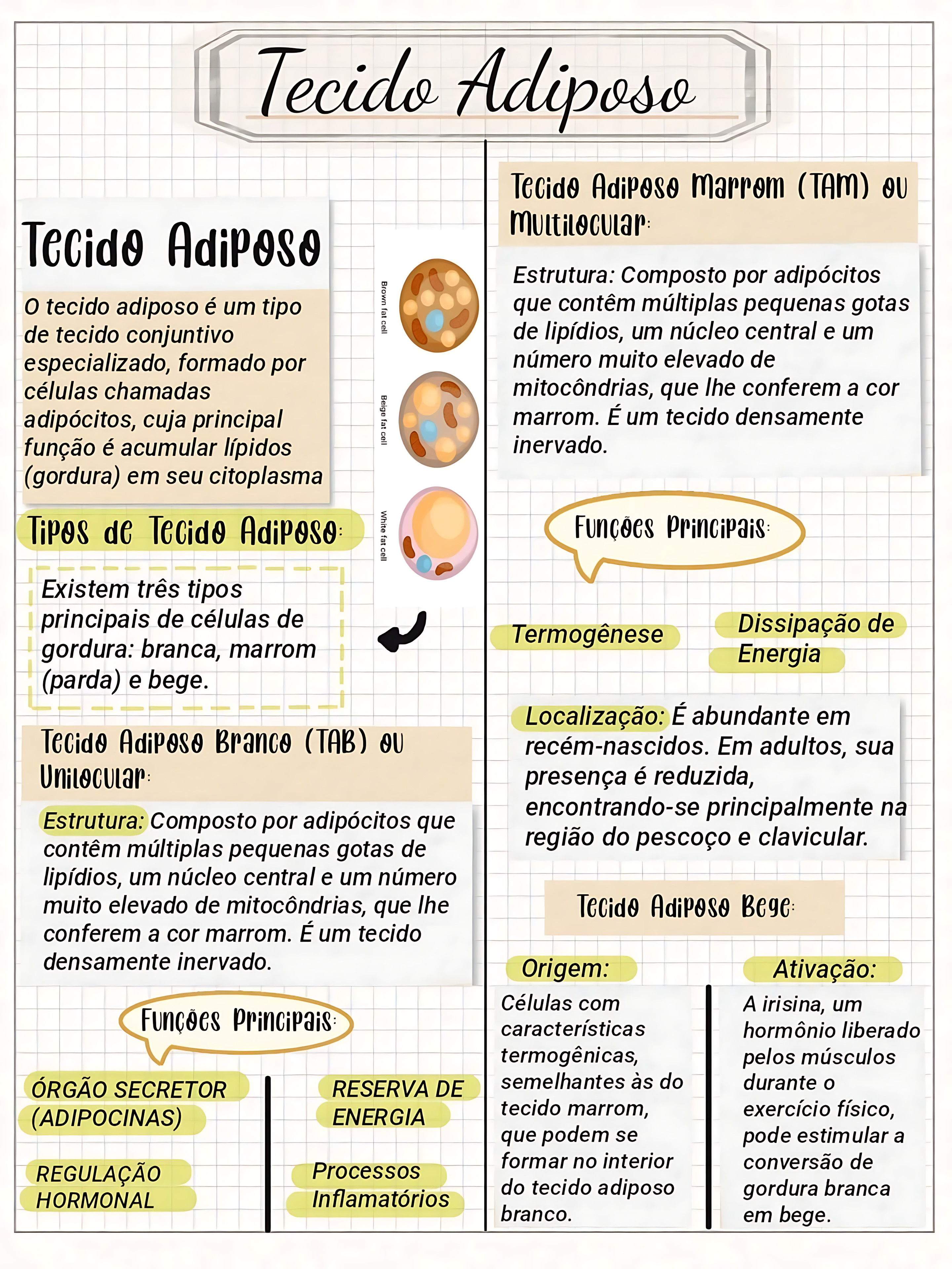 MAPA MENTAL SOBRE TECIDO ADIPOSO
