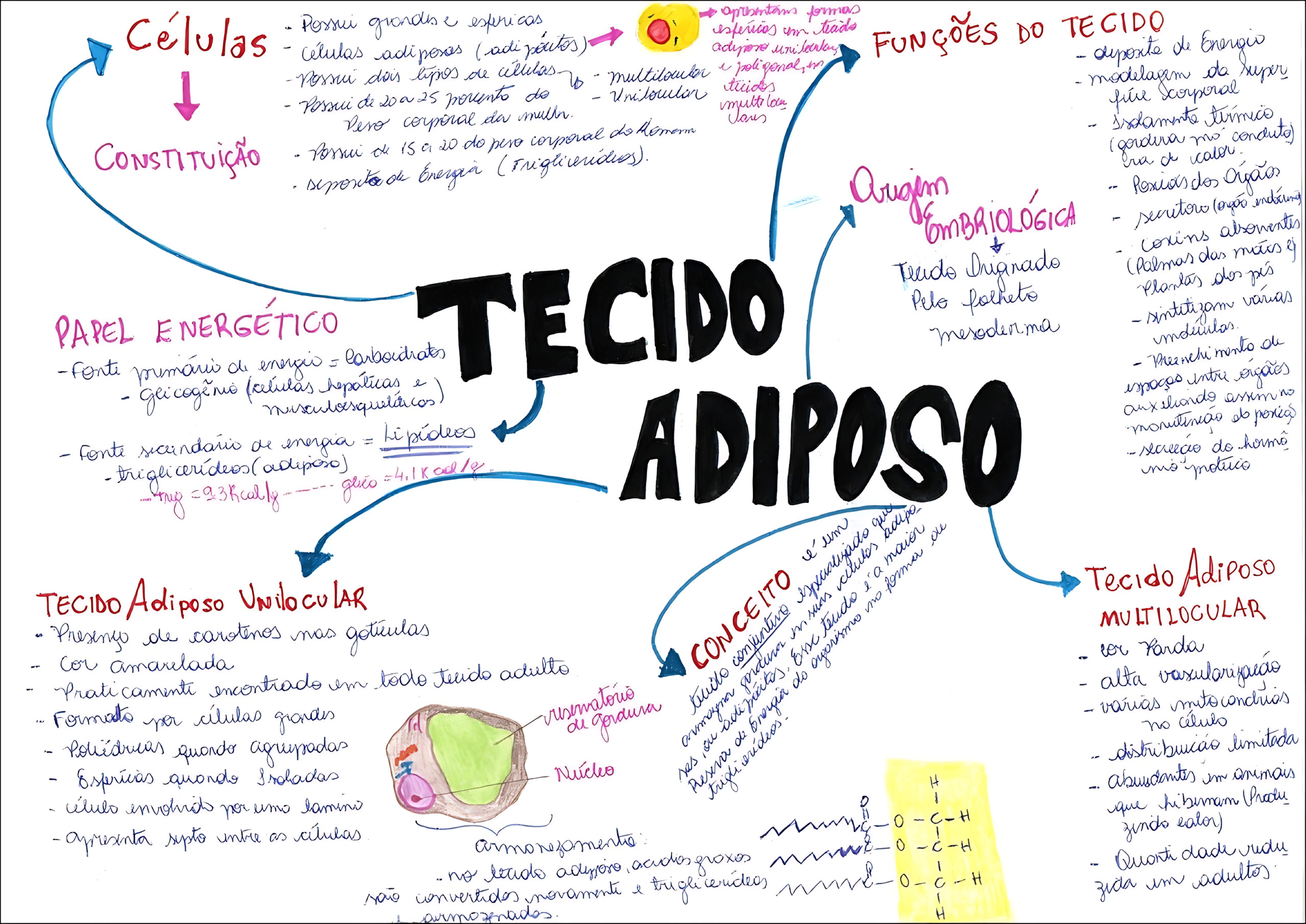 MAPA MENTAL SOBRE TECIDO ADIPOSO